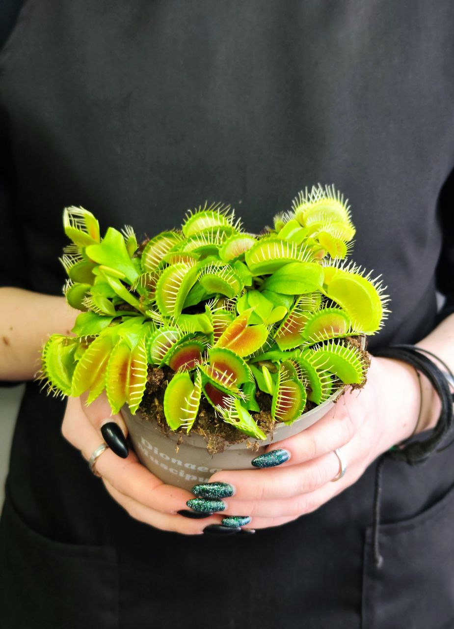 Венерина Мухоловка "Змей Горыныч" (Dionaea Muscipula) D12см