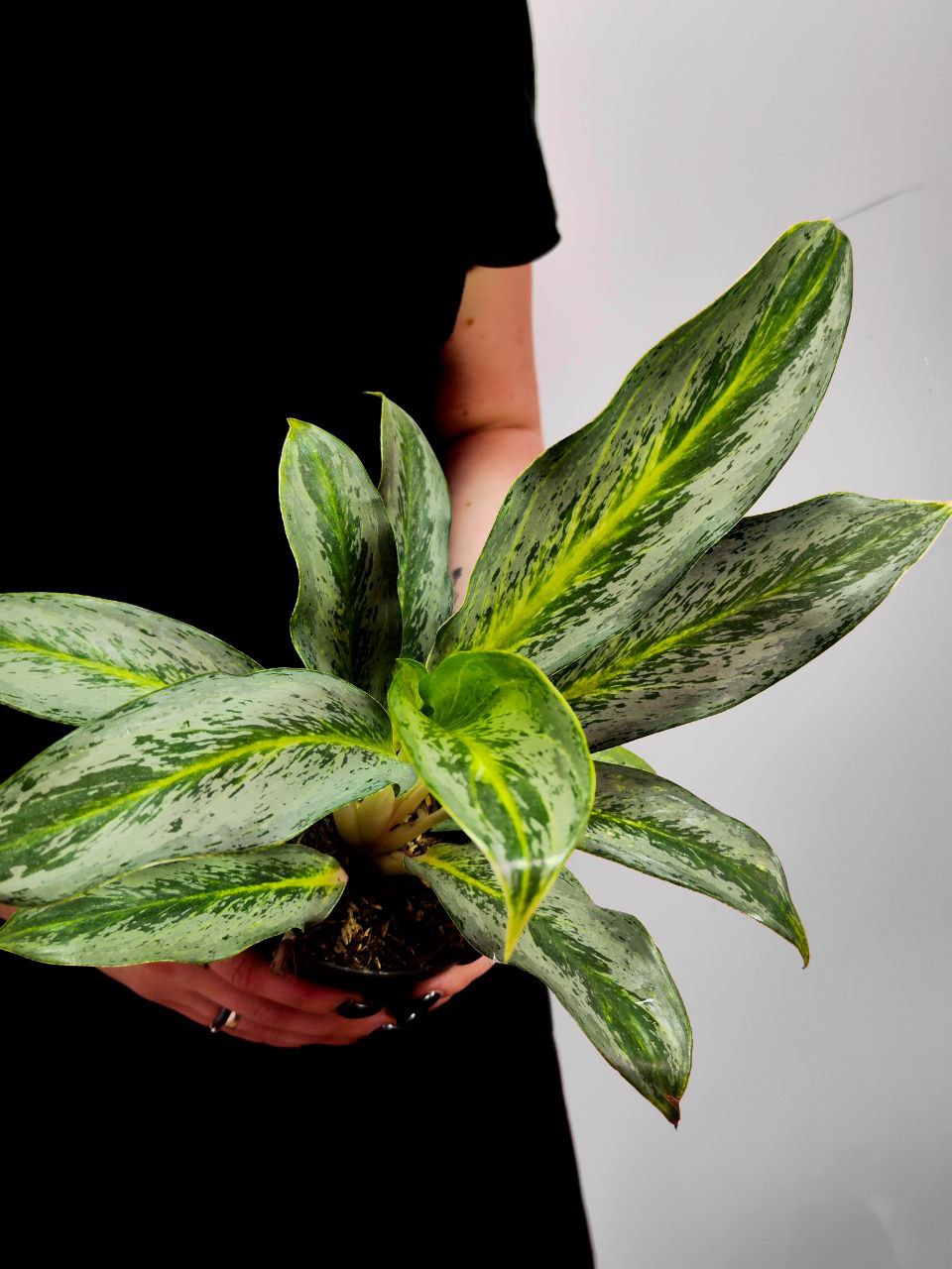 Аглаонема Эмеральд Грей (Aglaonema Emerald Gray) D12см