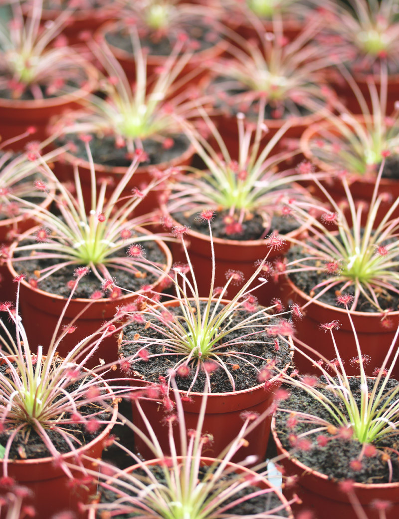 Росянка Парадокса (Drosera Paradoxa) D9см