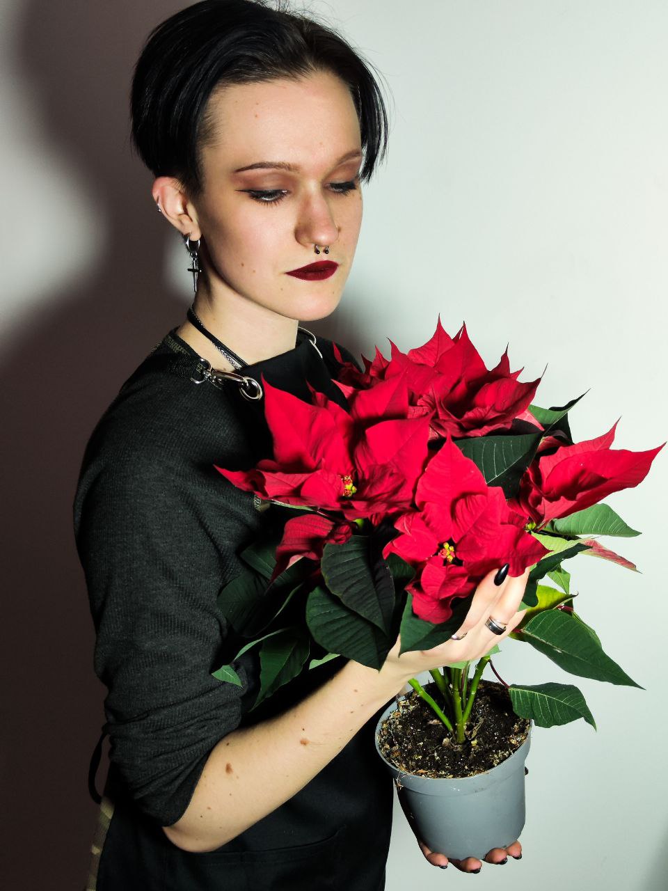 Пуансеттия Фрея Красная (Poinsettia Freya Red) D13см