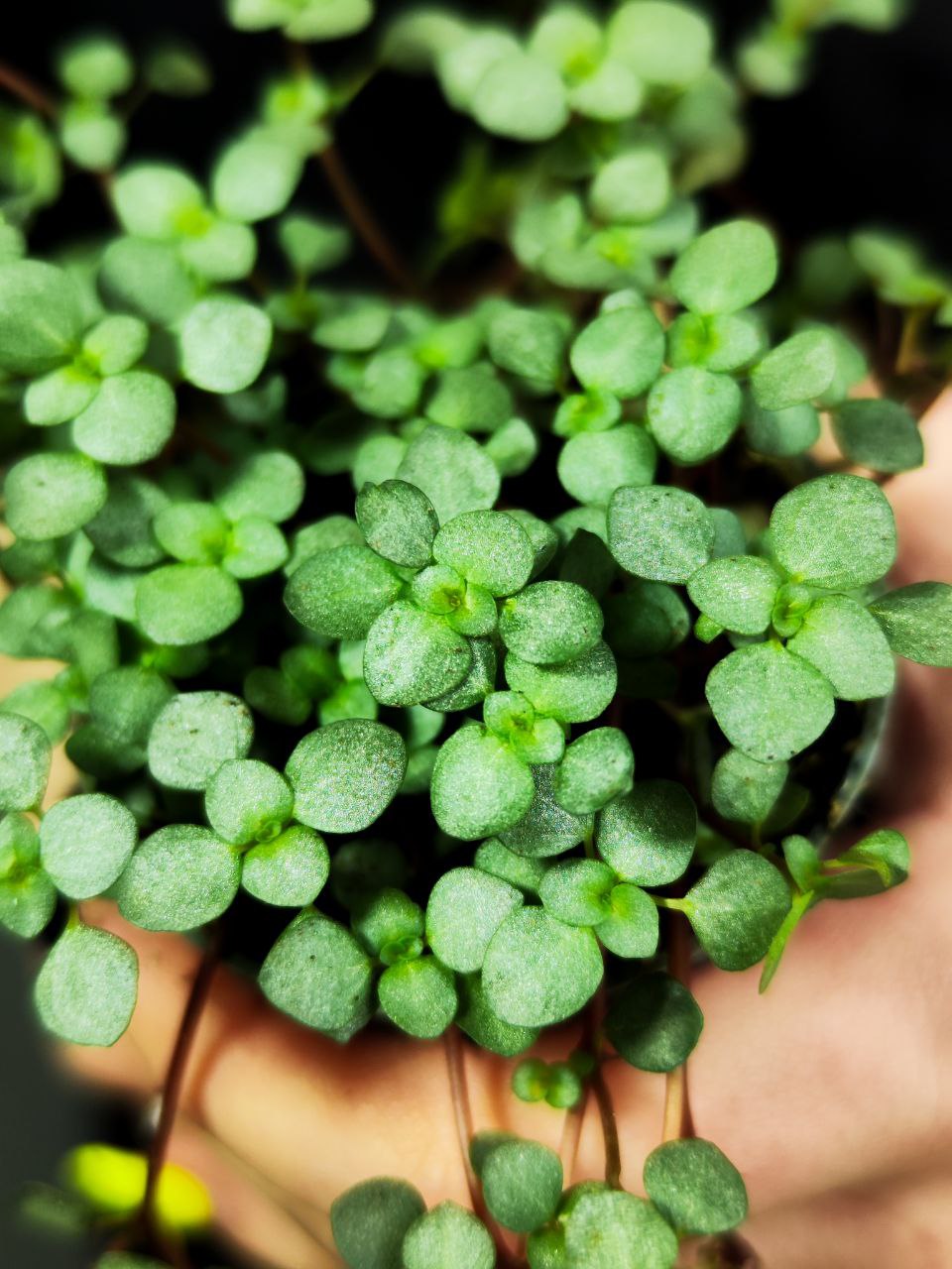 Пилея Глаукофилла Грейзи (Pilea Glaucophylla Greyzy) D6см