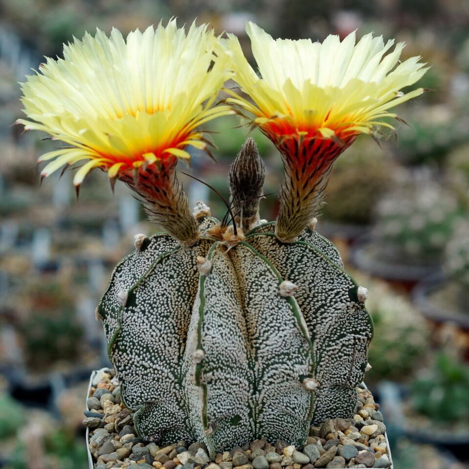 Астрофитум Каприкорне, или Астрофитум Козерогий (Astrophytum Capricorne) D5см