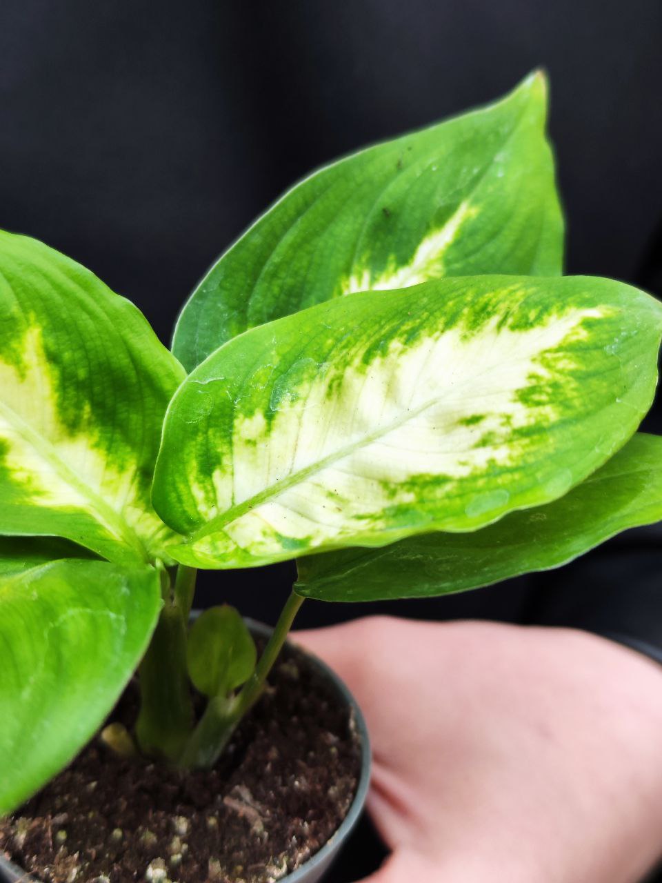 Диффенбахия Пятнистая Камилла (Dieffenbachia Maculata Camilla) D6см