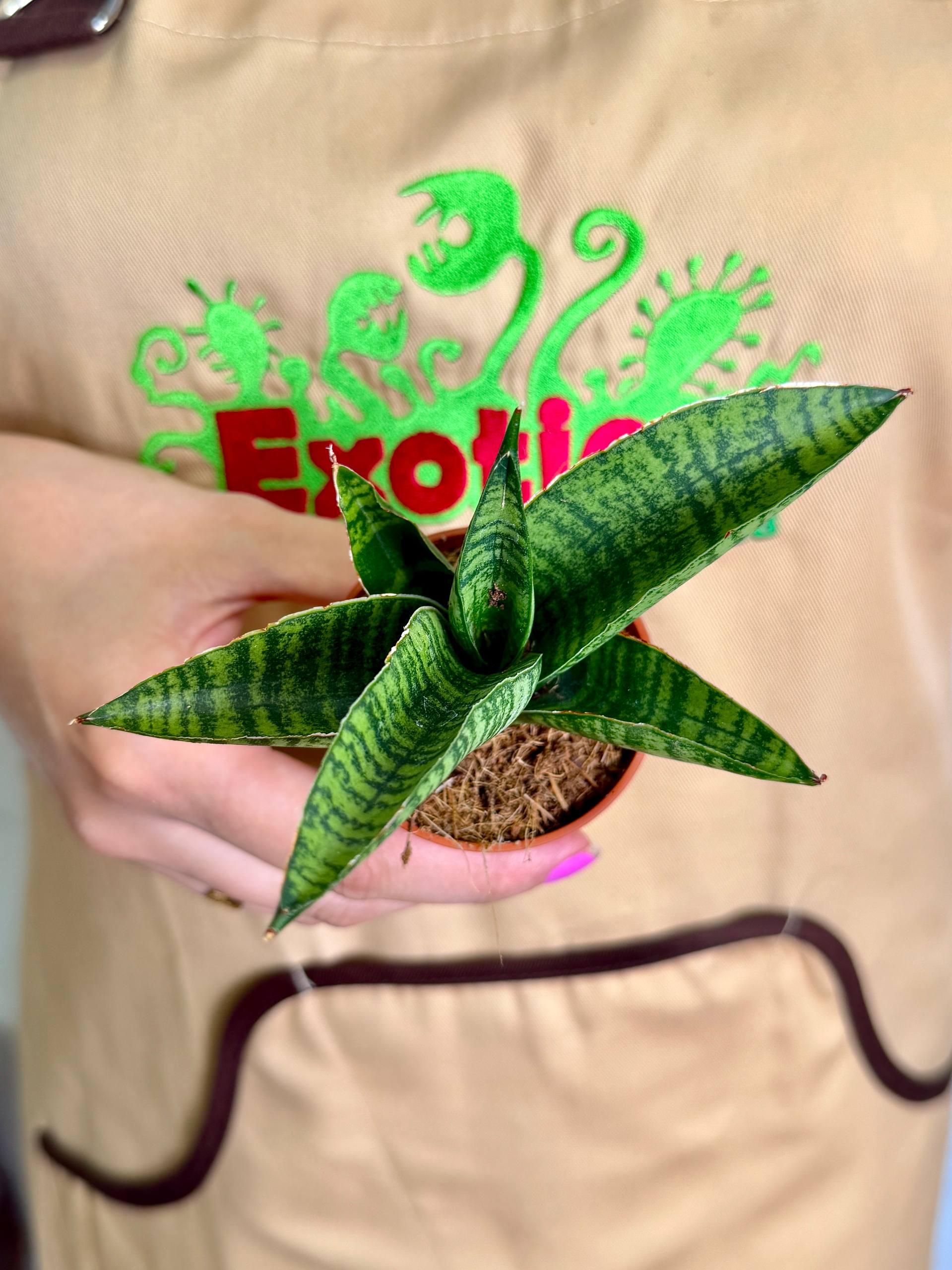 Сансевиерия Годжо (Sansevieria Hybrid Gojo) D6см