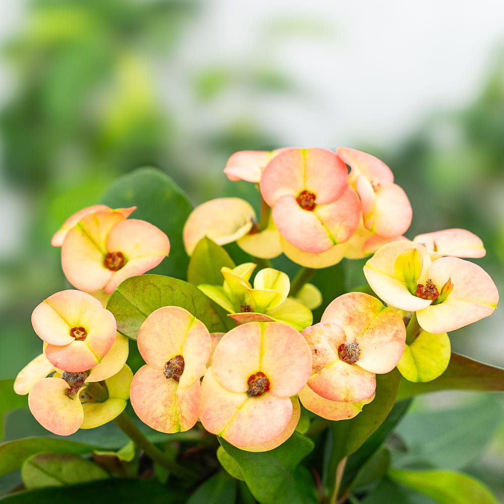Эуфорбия Миля Персиковая (Euphorbia Milii Hera) D6см