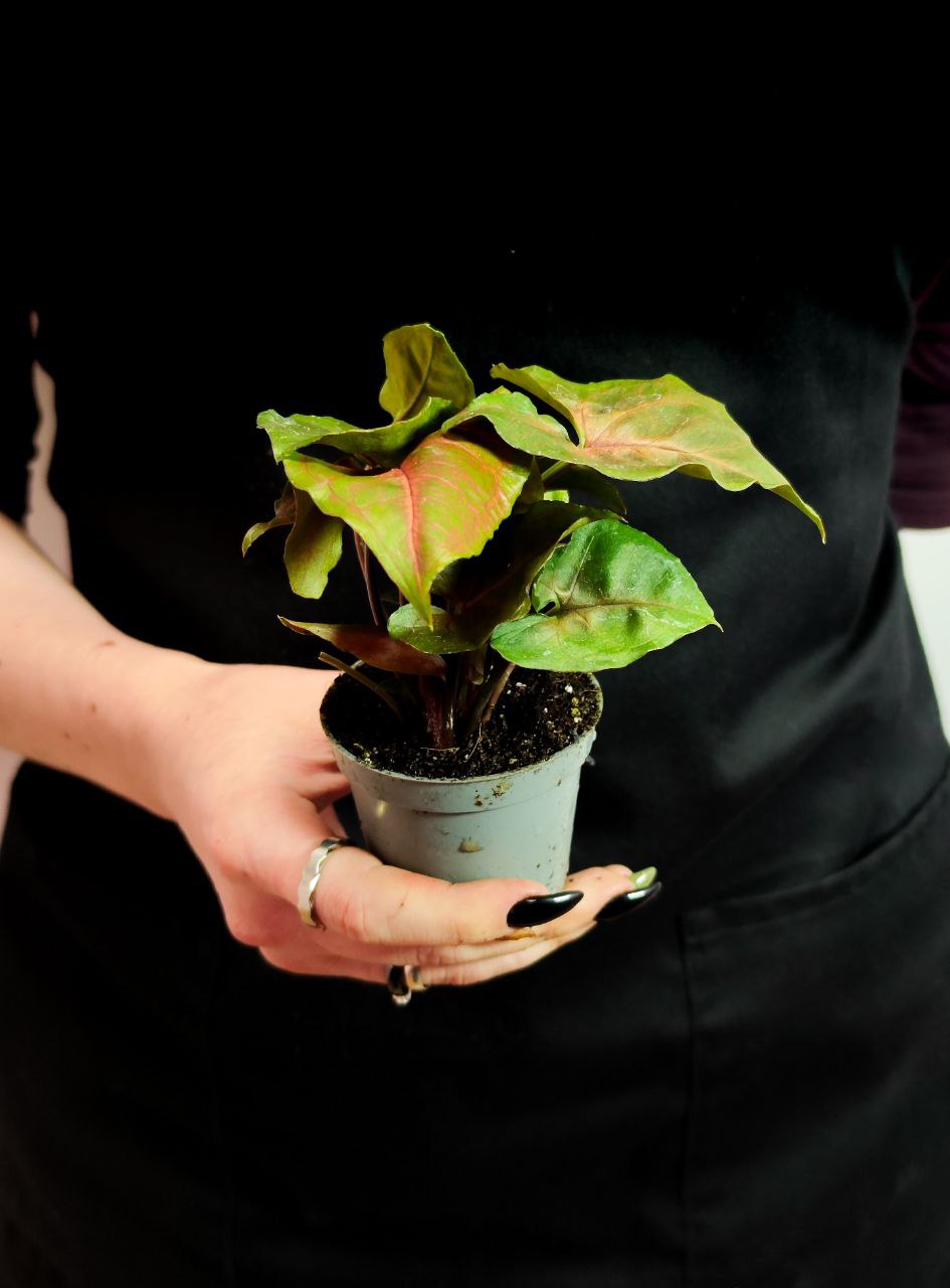 Сингониум Мария (Syngonium Maria) D6см