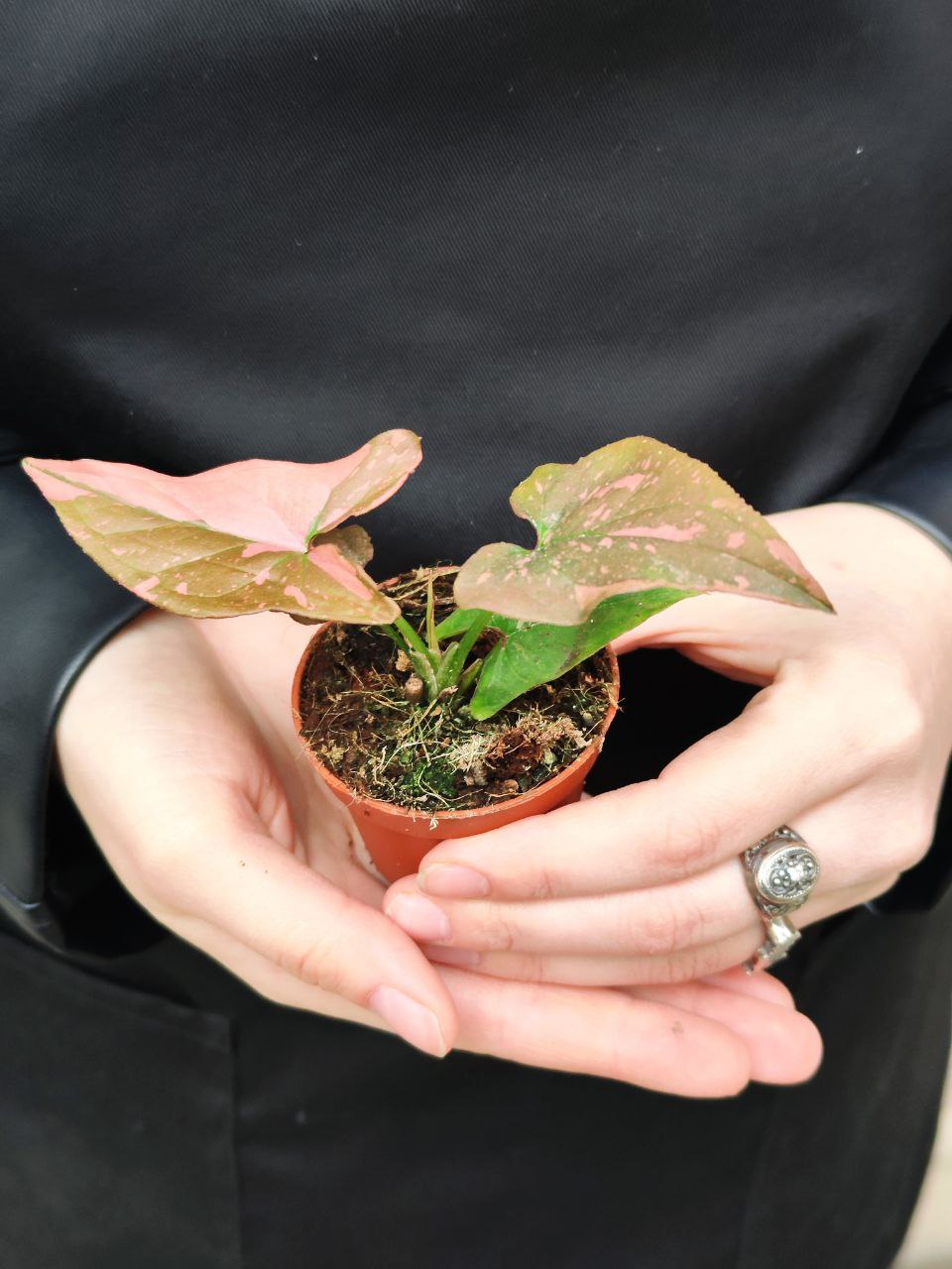 Сингониум Пинк Сплеш (Syngonium Pink Splash) D6см
