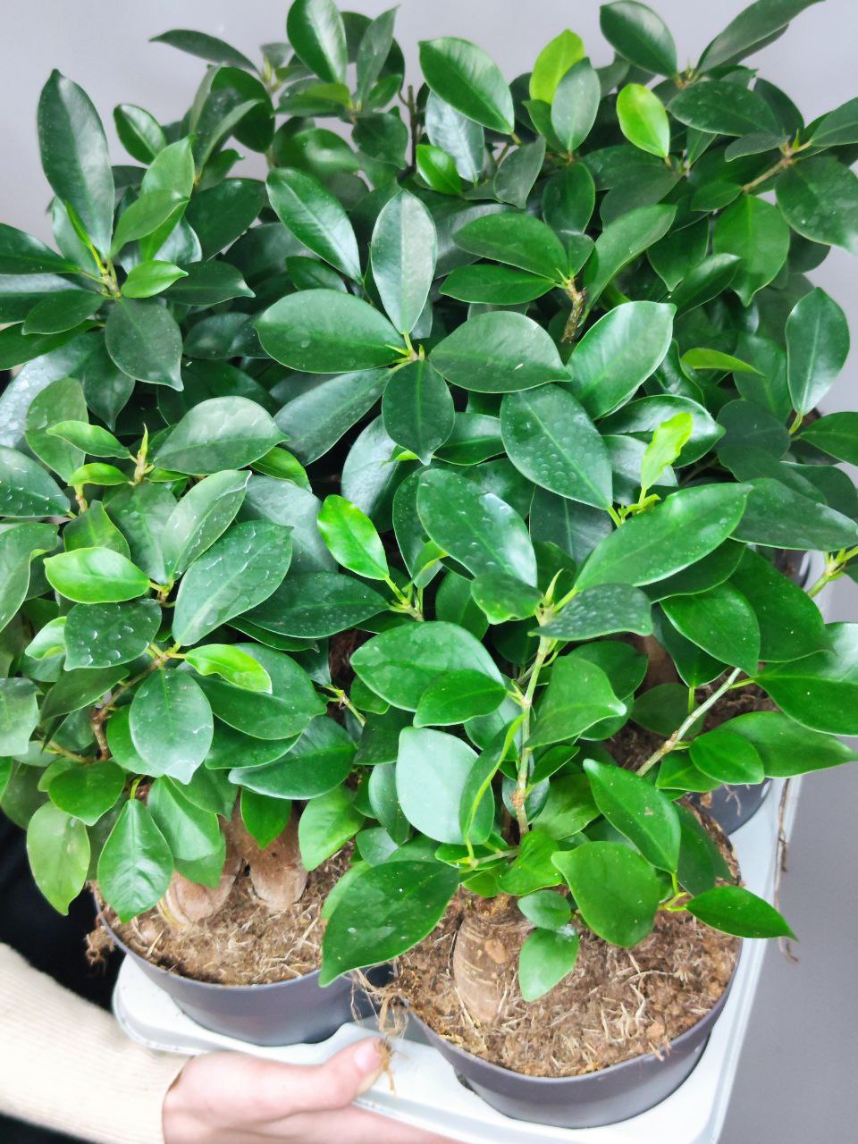 Фикус Микрокарпа (Ficus Microcarpa) D15см