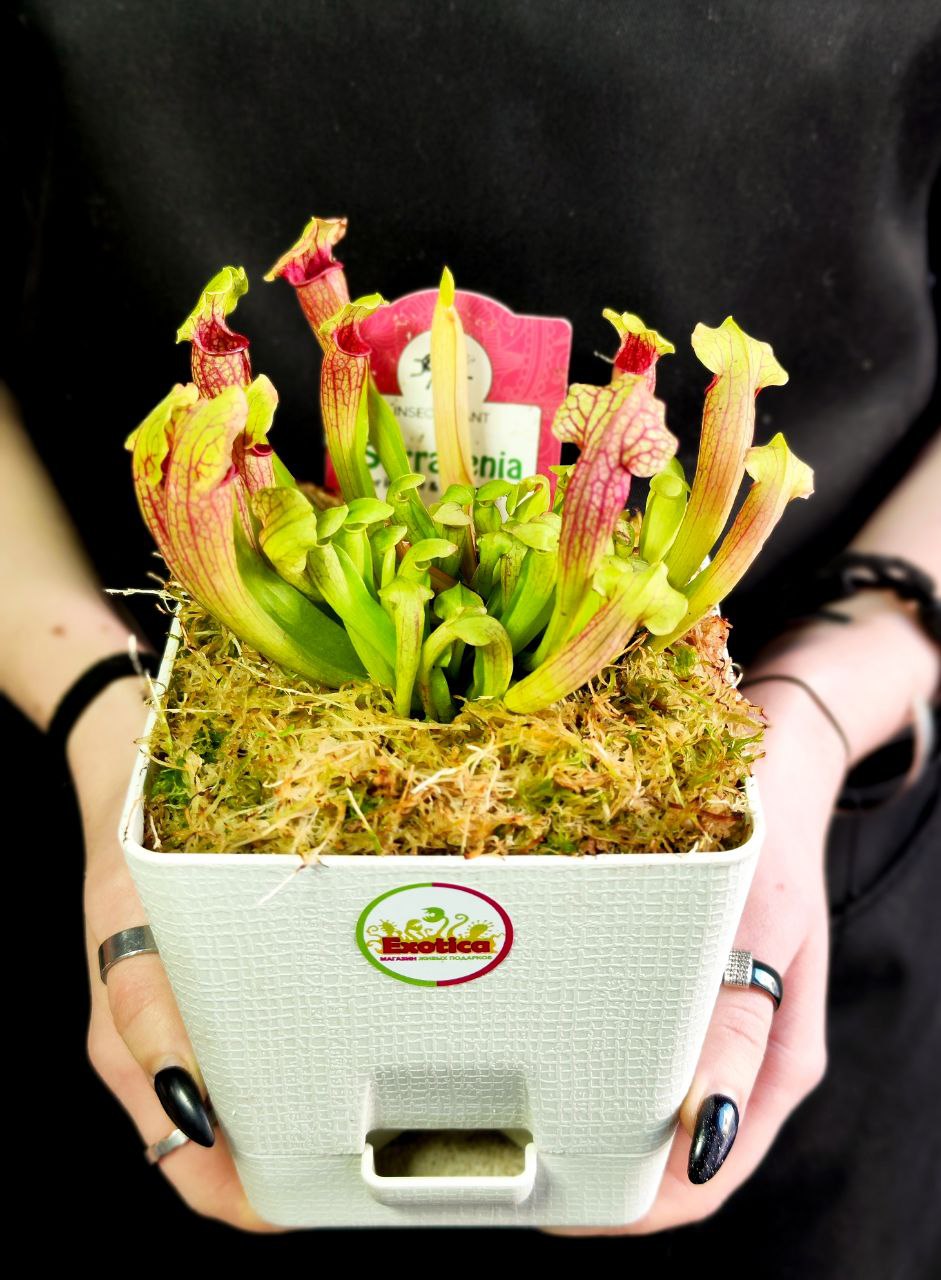 Саррацения Фиона (Sarracenia Philadelphia) пересаженная D12см
