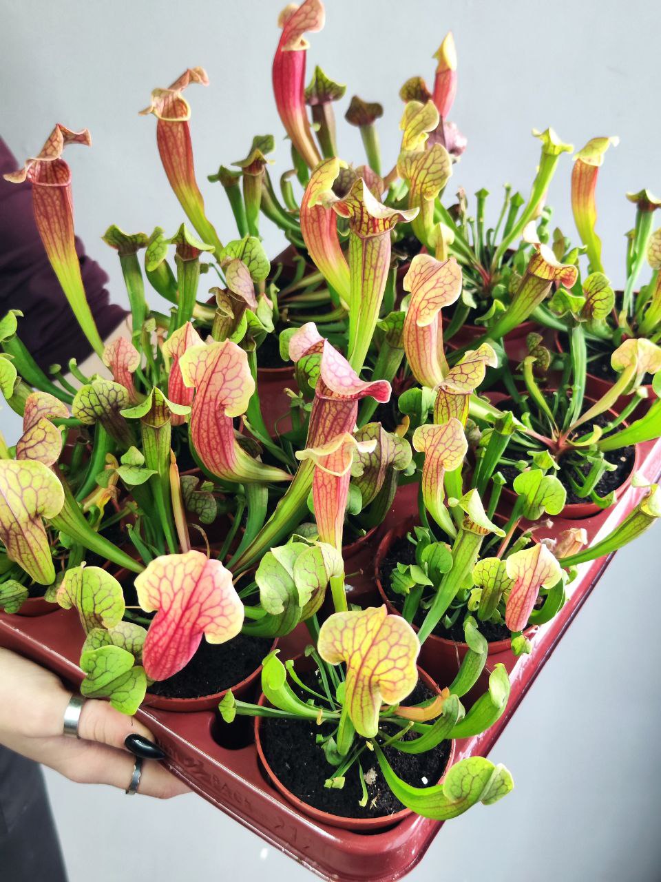 Саррацения Тесс (Sarracenia Tess) D9см