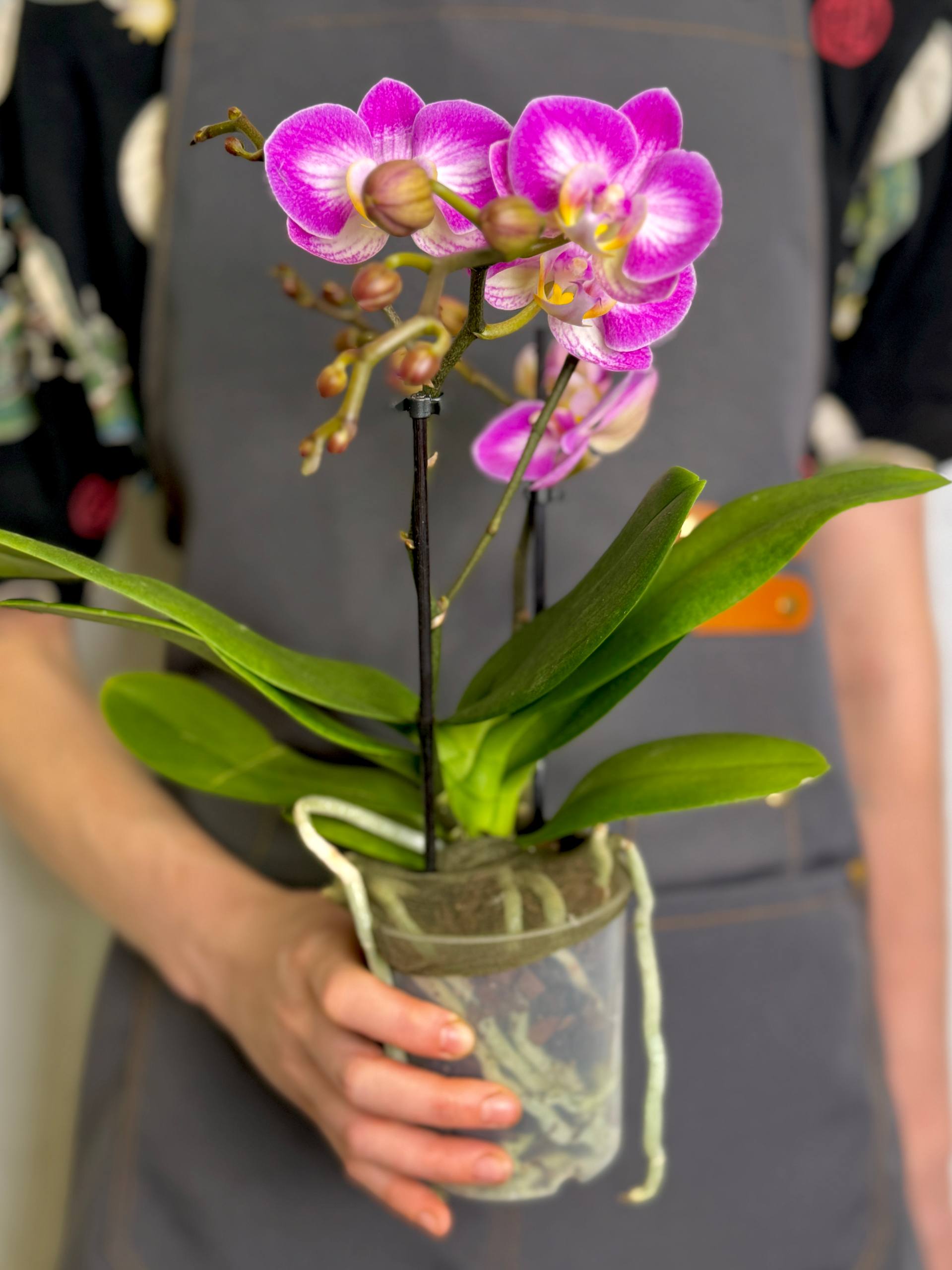 Орхидея Фаленопсис Розовый Кварц, или Сплит (Phalaenopsis Split) D9см