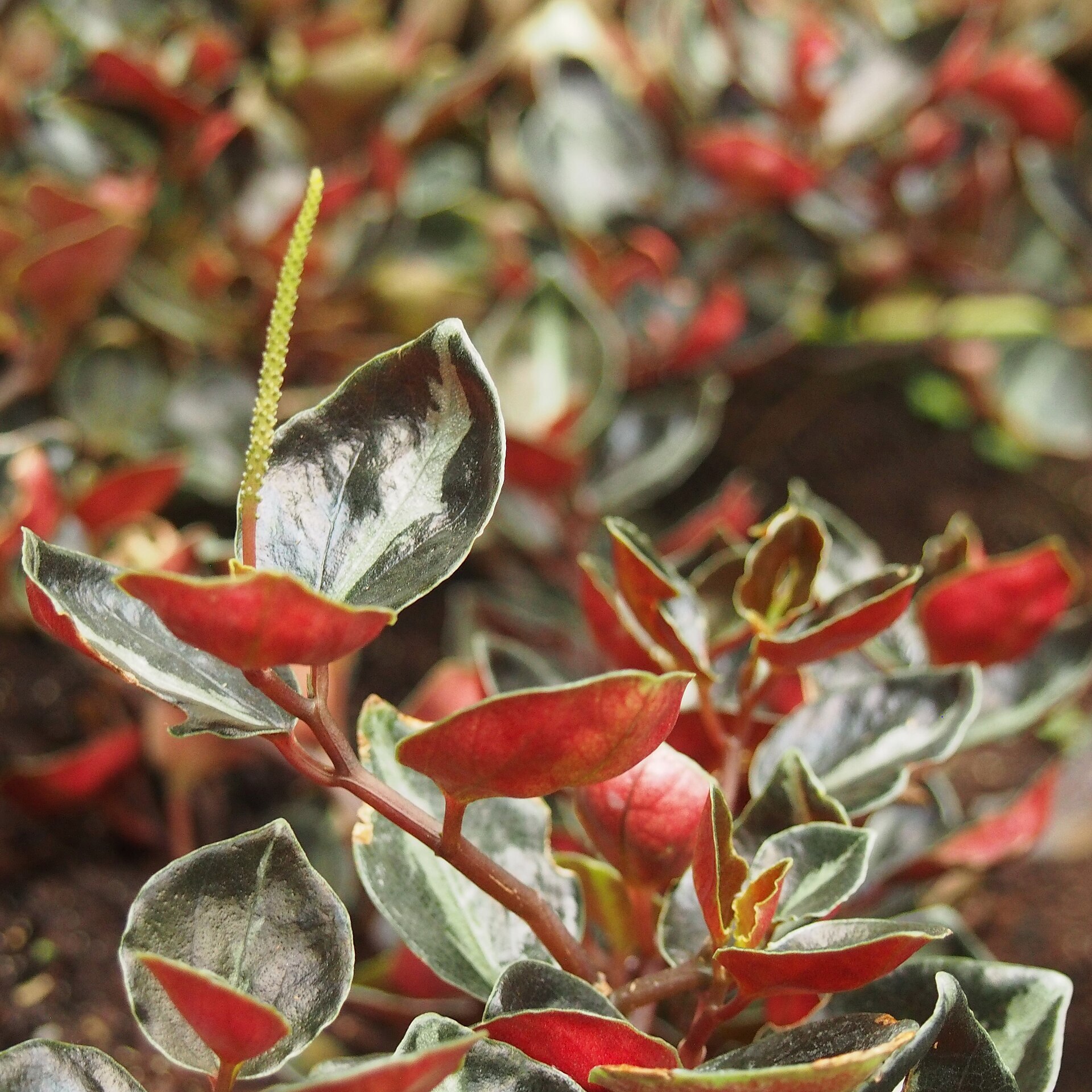 Пеперомия Колумбиана (Peperomia Metallica Columbiana) D5см