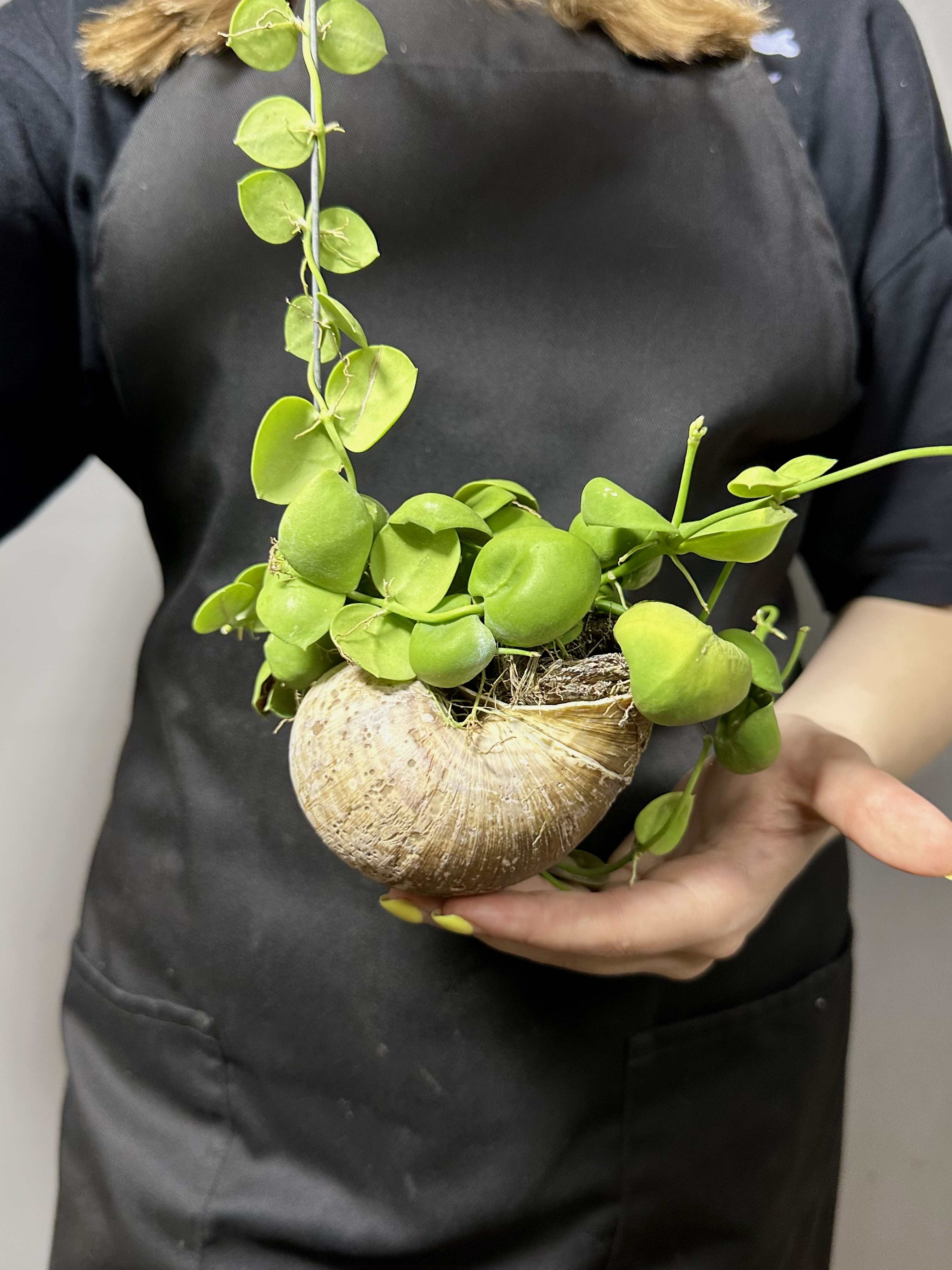 Дисхидия Пектеноидес, или Дисхидия Гребневидная (Dischidia Pectenoides) в ракушке