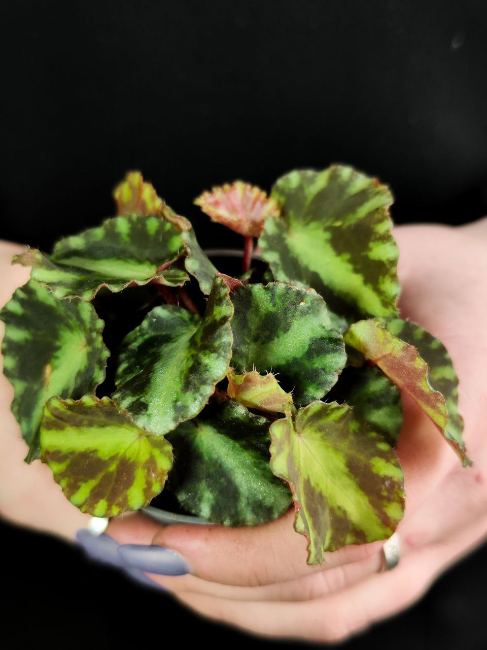 Бегония Рекс Клеопатра (Begonia Rex Cleopatrae) D6см