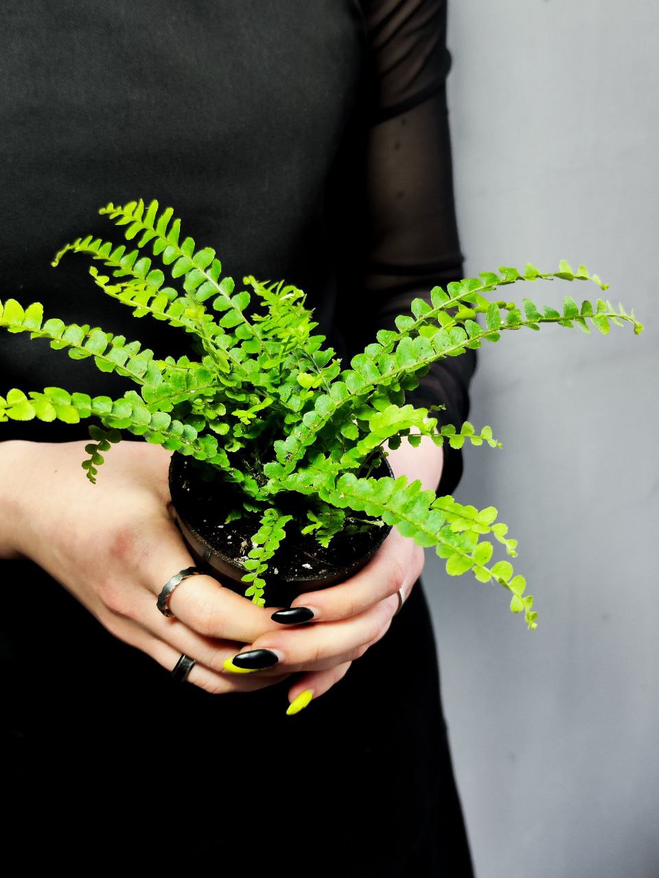 Нефролепис Даффи (Nephrolepis Exaltata Duffy) D8,5см
