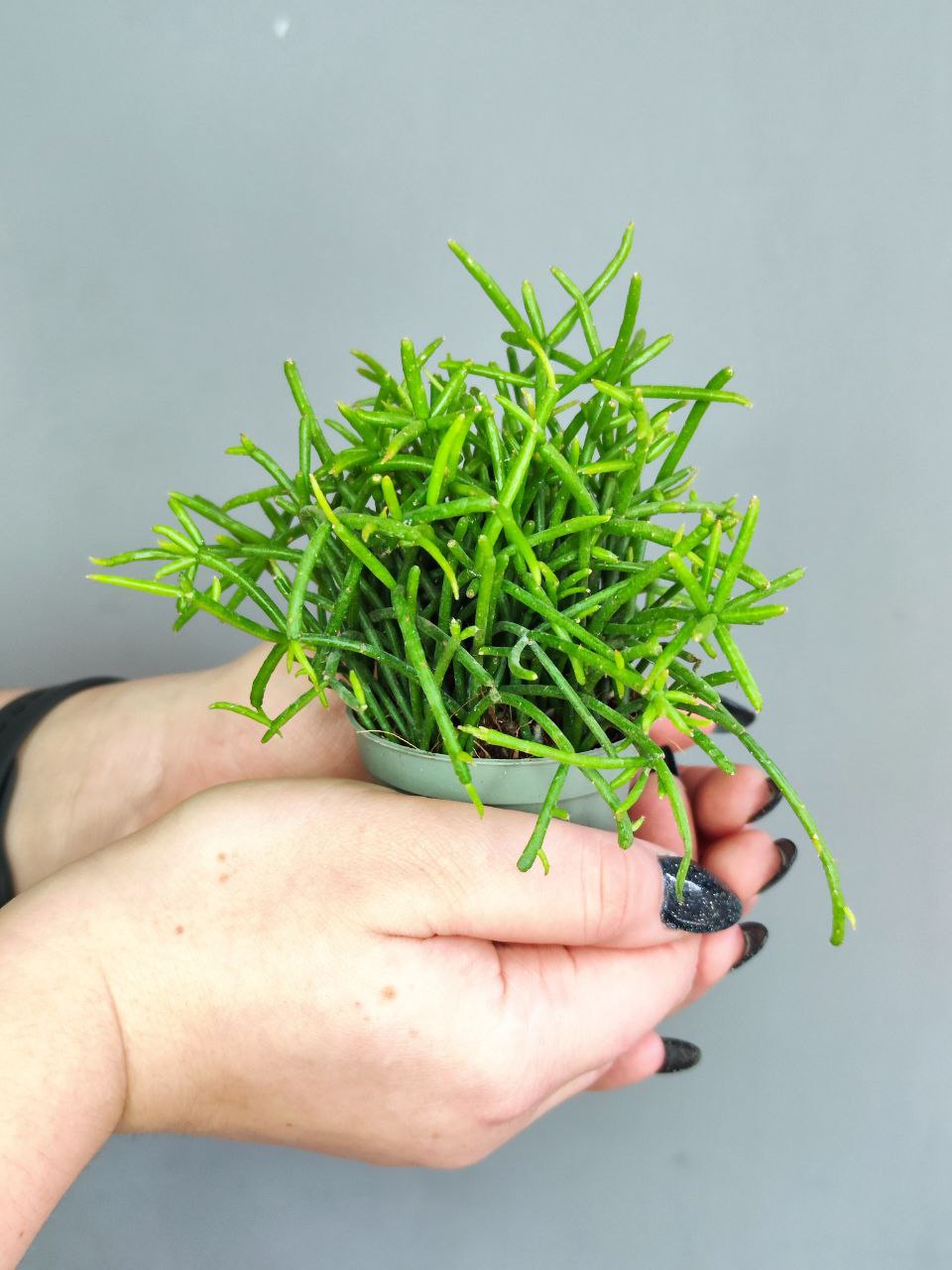 Рипсалис Кассута (Rhipsalis Cassutha) D5см