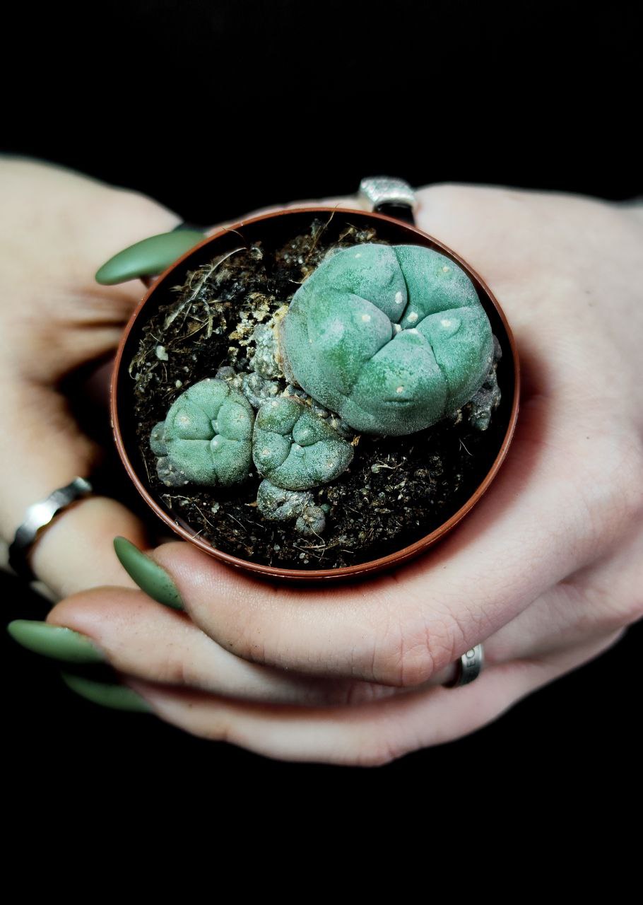 Кактус Лофофора Уильямса (Lophophora Williamsii) D5см