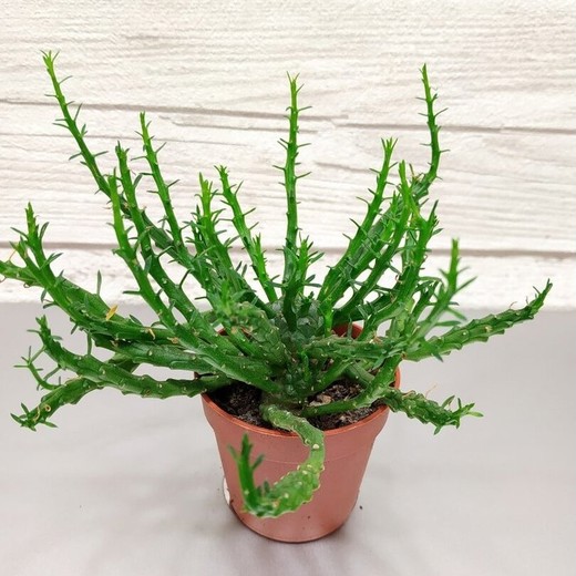 Суккулент Голова медузы (Euphorbia flanaganii Medusa's Head) D5см