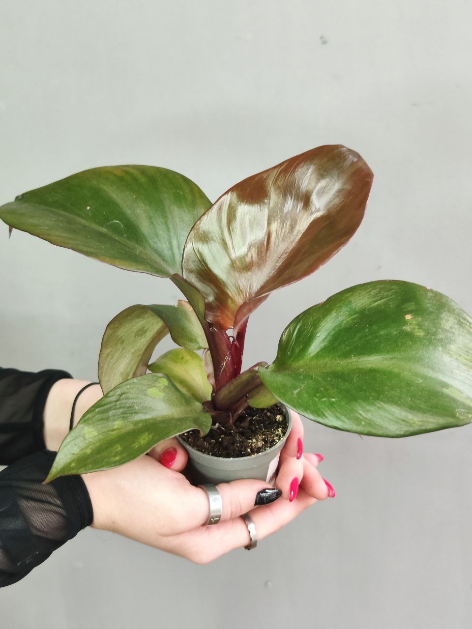 Филодендрон Империал Ред (Philodendron Imperial Red) D6см