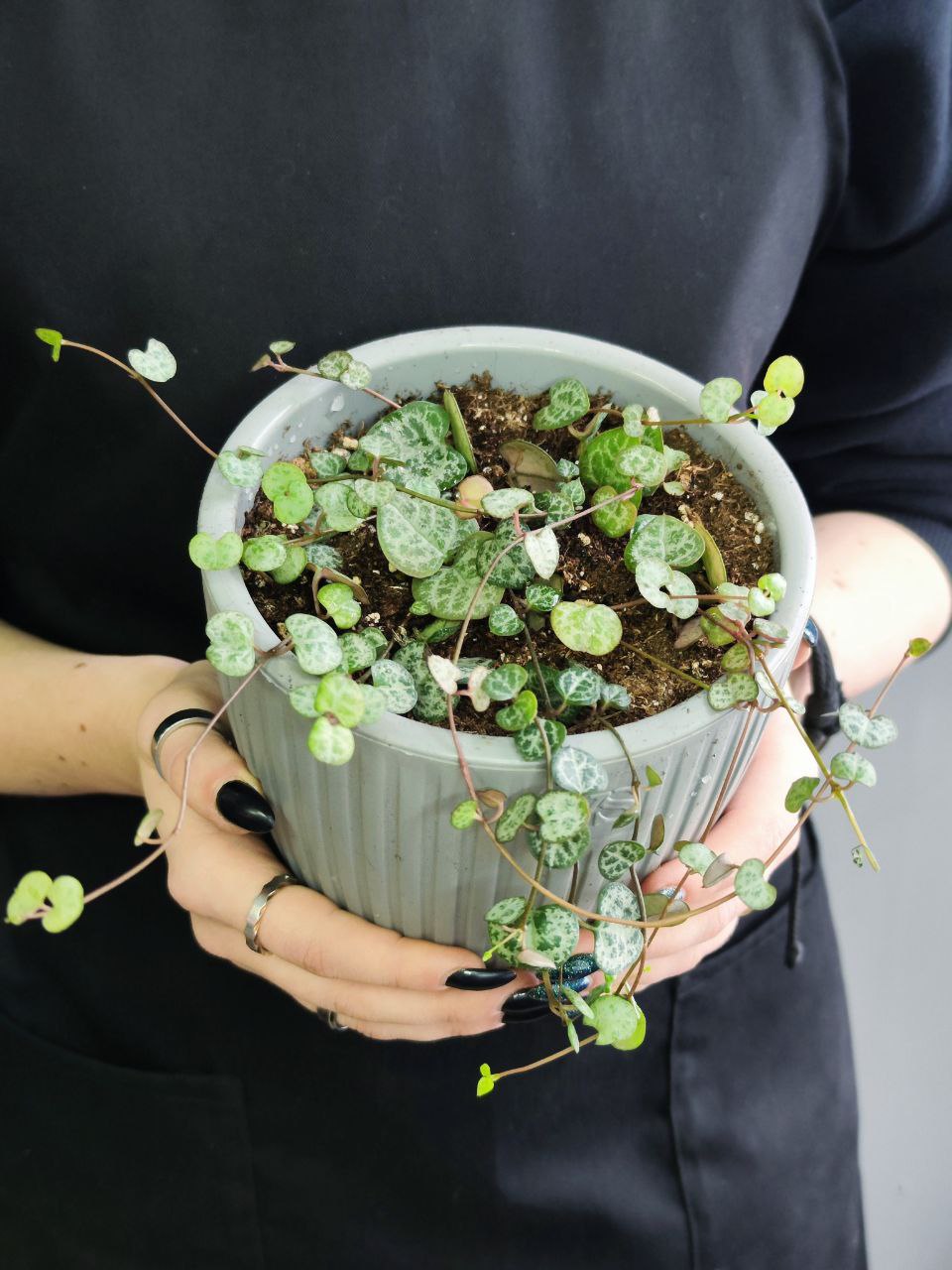 Церопегия Вуда (Ceropegia Woodii) D12см пересаженная
