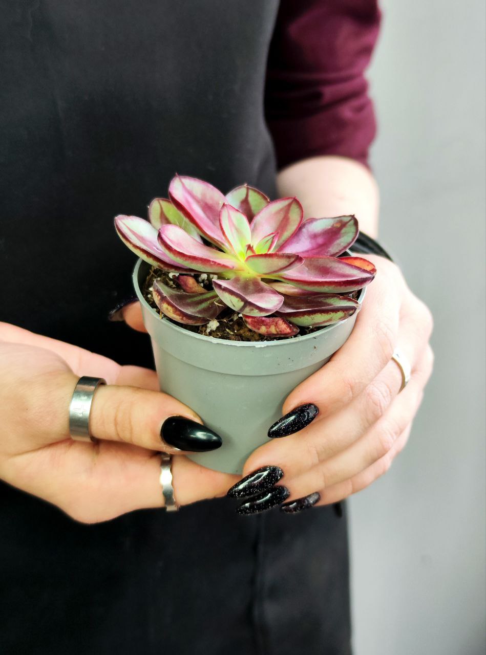 Эхеверия Нодулоза Маруба (Echeveria Nodulosa Maruba Benitsukasa) D6см