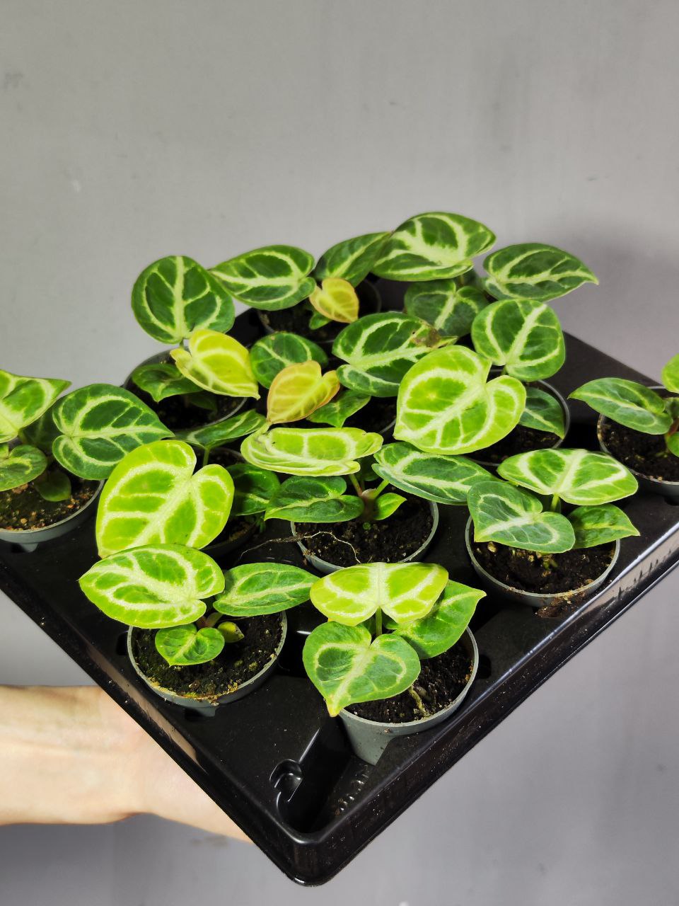 Антуриум Сильвер Блаш (Anthurium Silver Blush) D6см