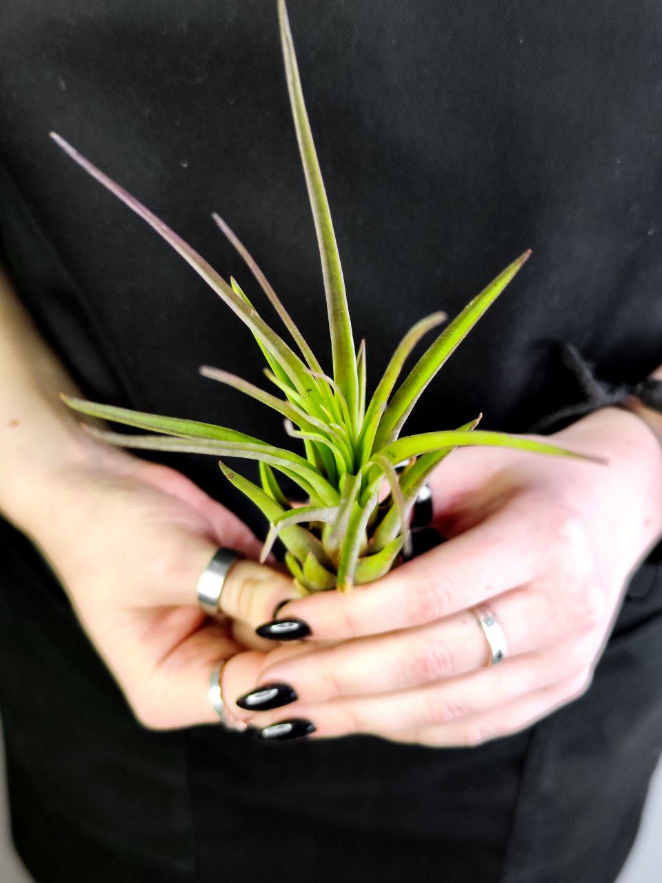 Тилландсия Меланократер Ред (Tillandsia Melanocrater Red)