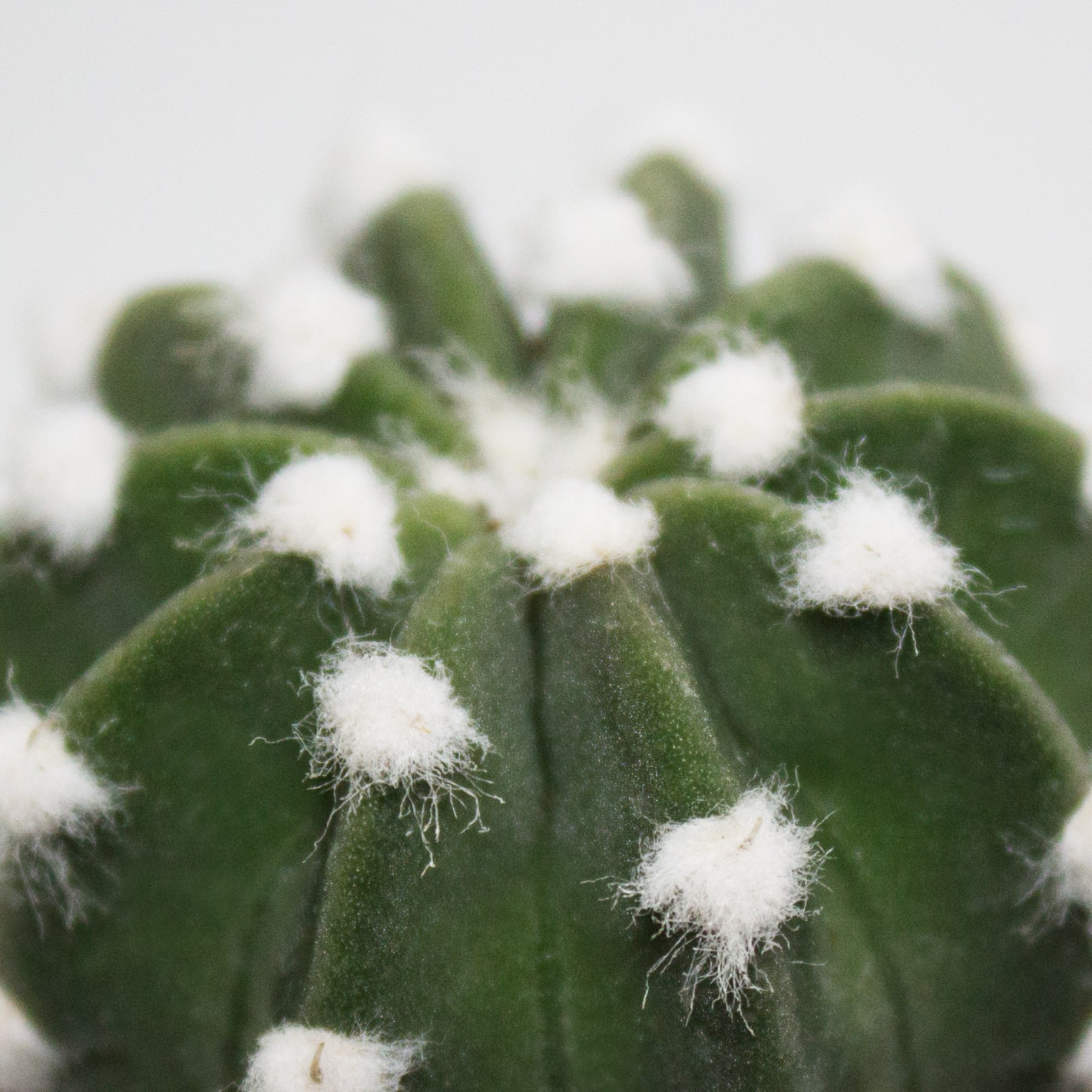 Кактус Эхинопсис Денудатум, одиночный (Echinopsis Denudatum) D5см