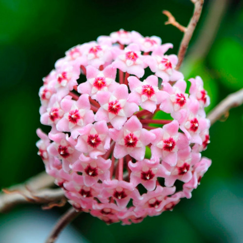 Хойя Кримсон Квин (Hoya Krimson Queen) D12см