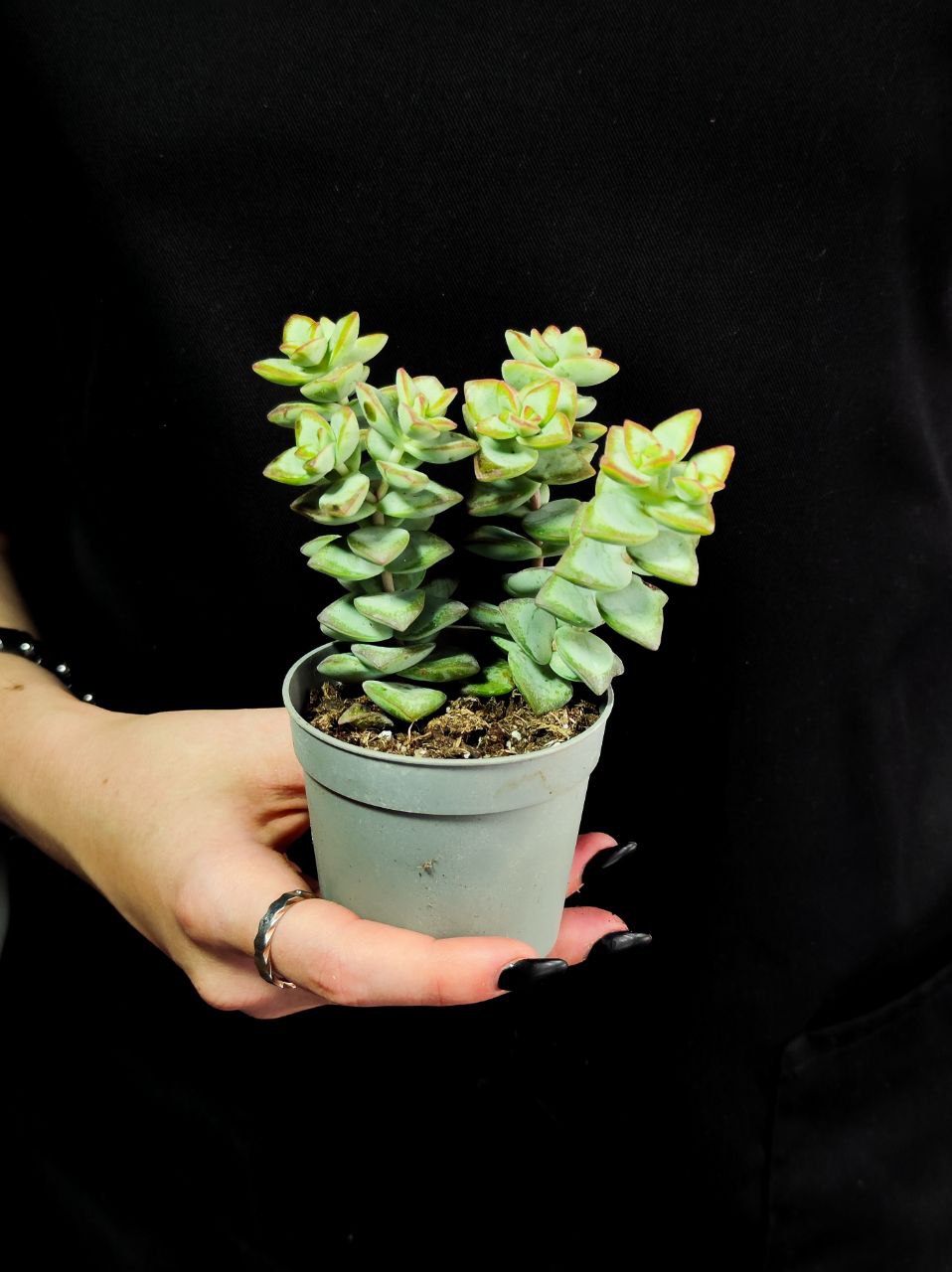 Крассула Рупестрис (Crassula Rupestris) D6,5см