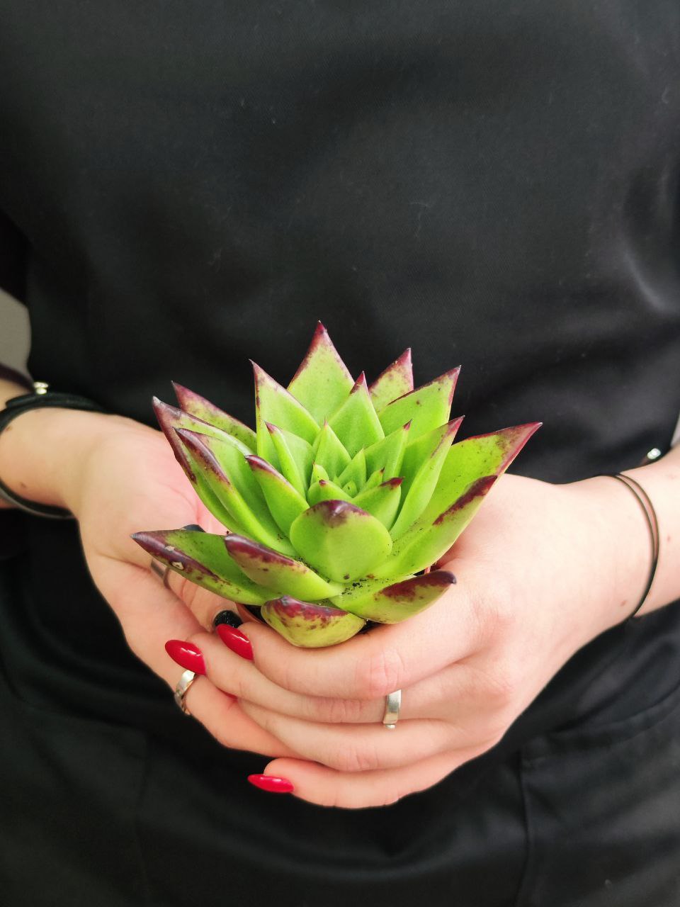 Эхеверия «Агавовидес Эбони Грин» (Echeveria Agavoides Ebony Green) D5см