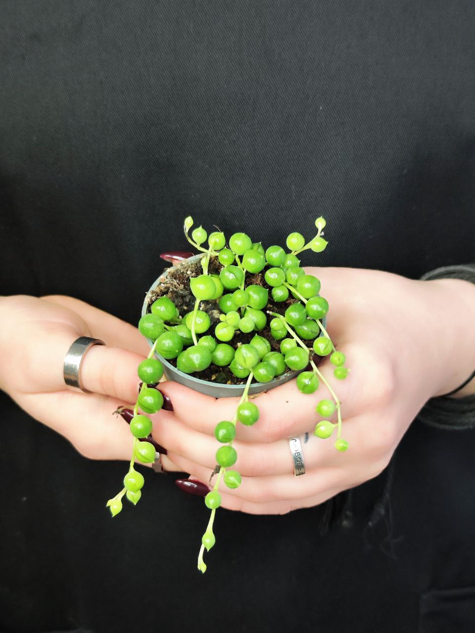 Крестовник Роули (Senecio Rowleyanus) D6см