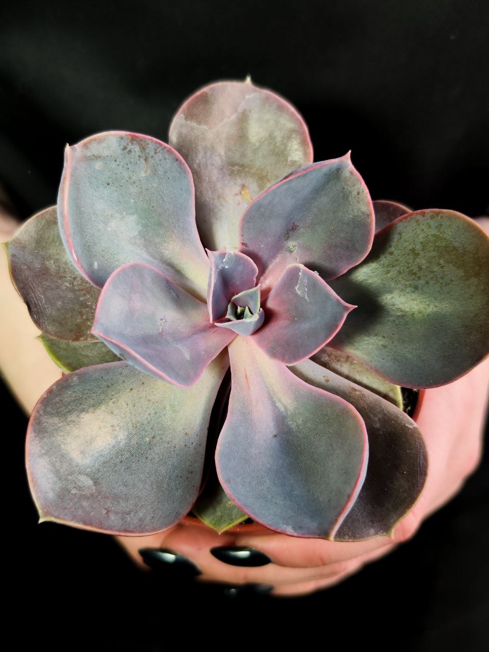 Эхеверия Ред Скай (Echeveria Red Sky) D8см
