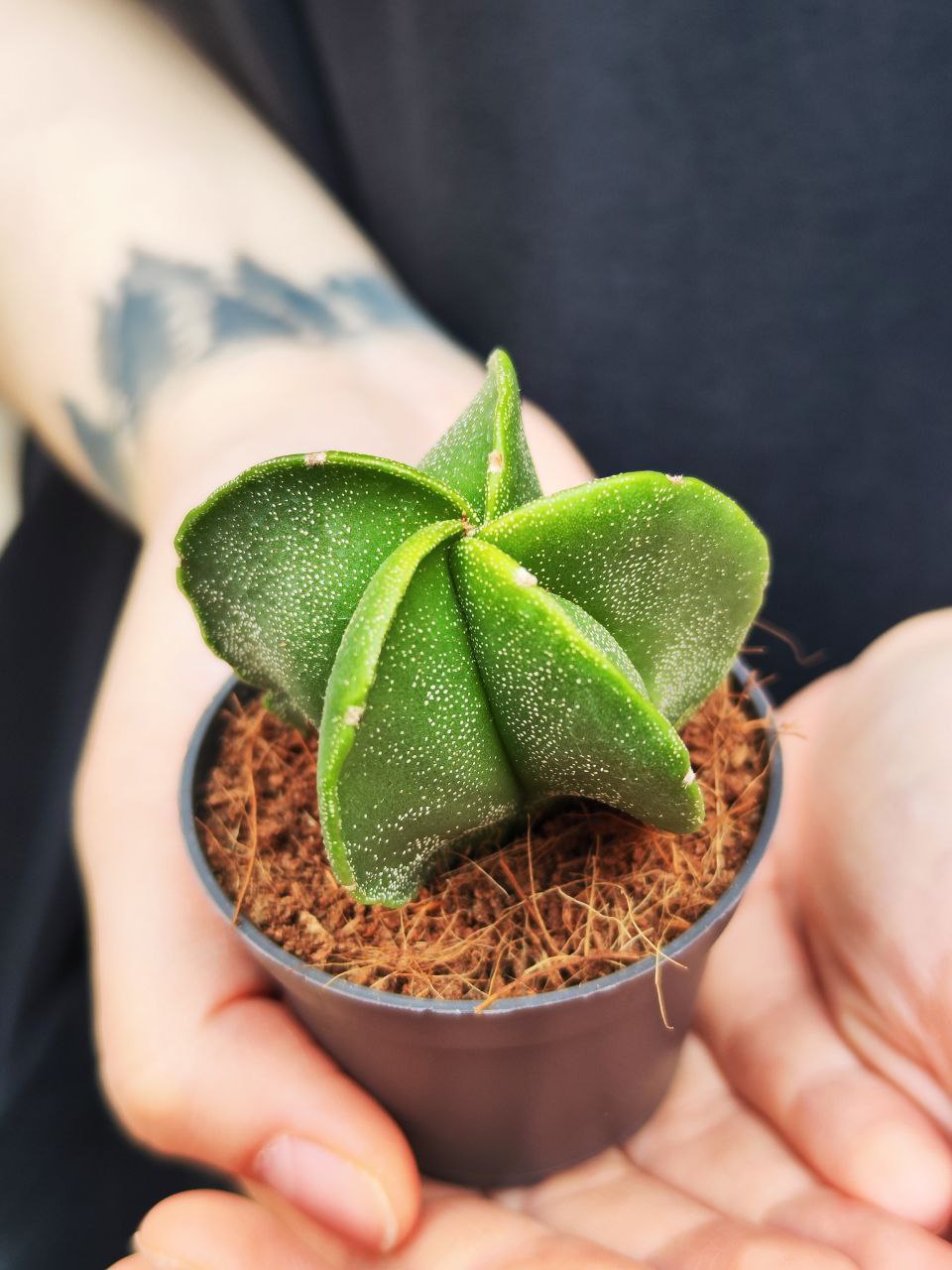 Астрофитум Многорыльцевый (Astrophytum Myriostigma) D5см