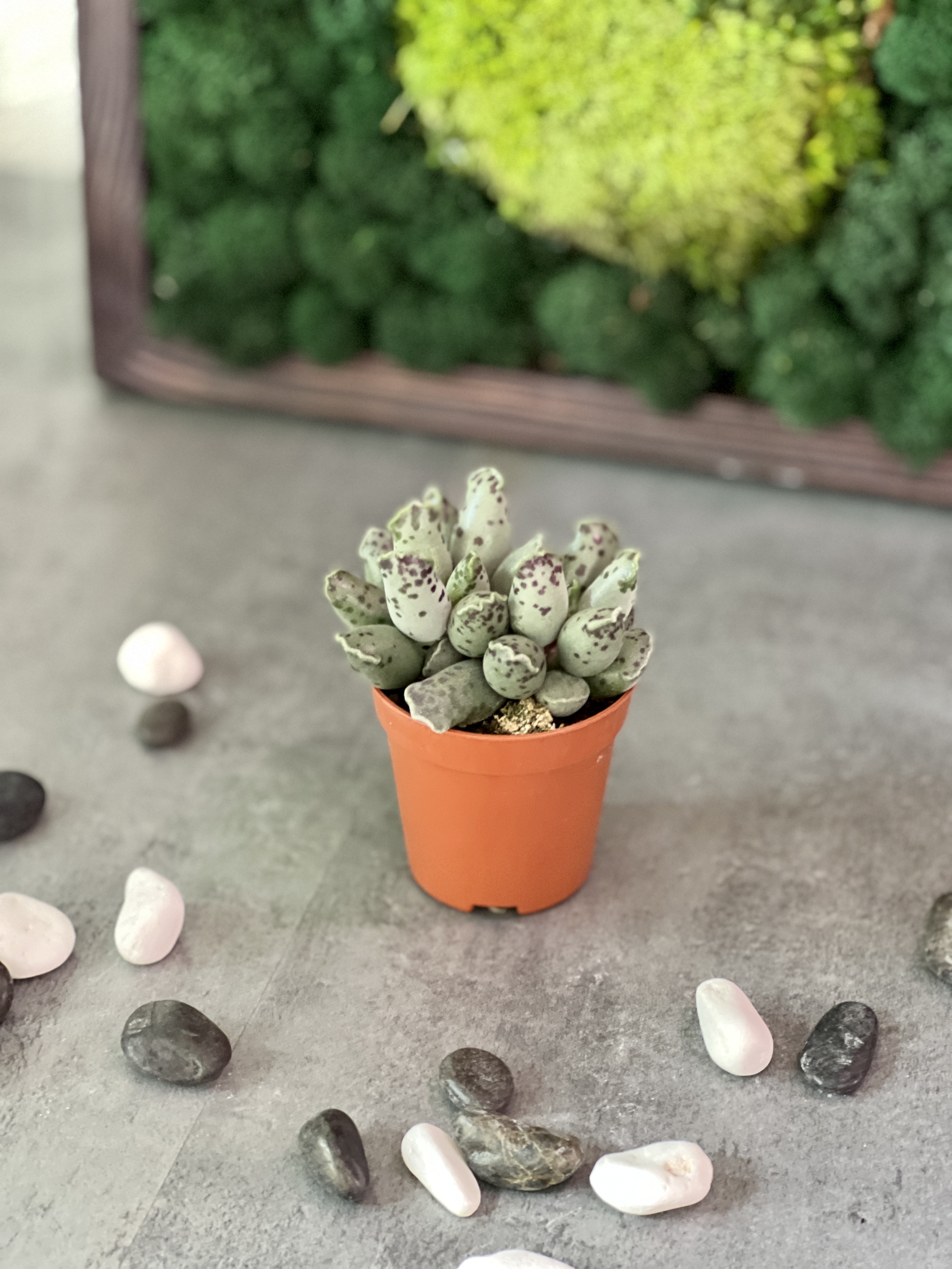 Адромискус Грей (Adromischus Grey) D5см
