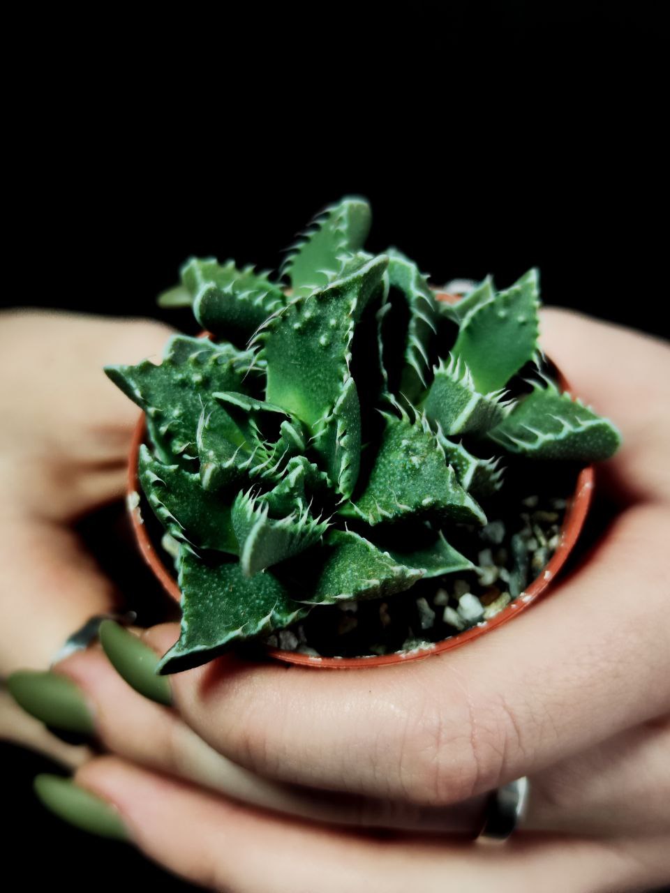 Фаукария Тигровая (Faucaria Tigrina) D5см