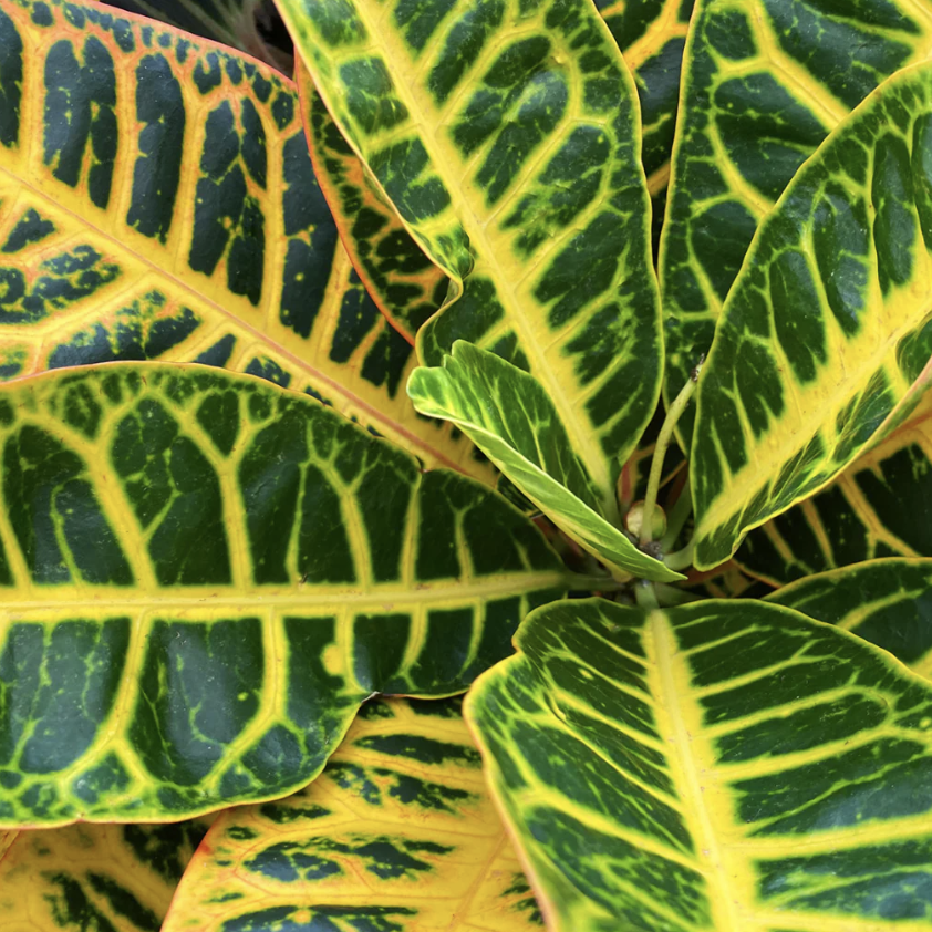 Кодиеум Петра (Codiaeum Petra) D12см