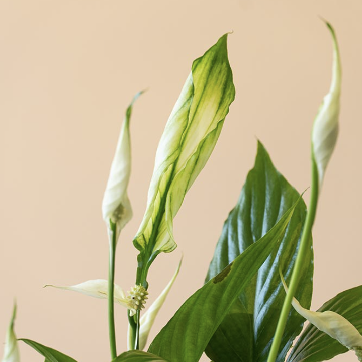 Спатифиллум Алана (Spathiphyllum Alana) D6см