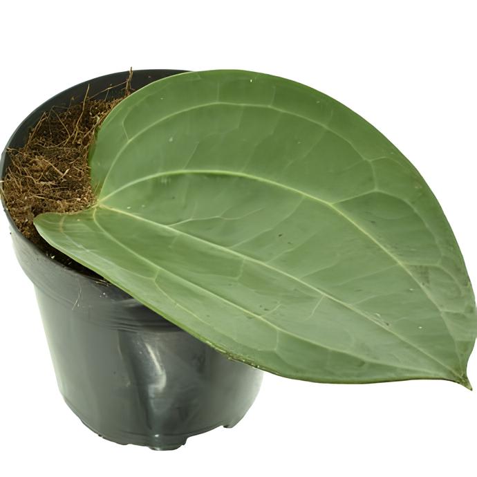 Хойя Латифолия, или Хойя Широколистная (Hoya Latifolia) D12см