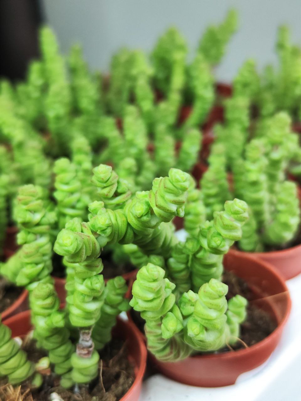 Крассула Марниериана Мини (Crassula Marneriana Mini) D5см