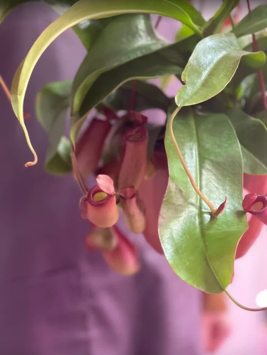 Непентес Кровавая Мэри (Nepenthes Bloody Mary) D14см в подвесном кашпо