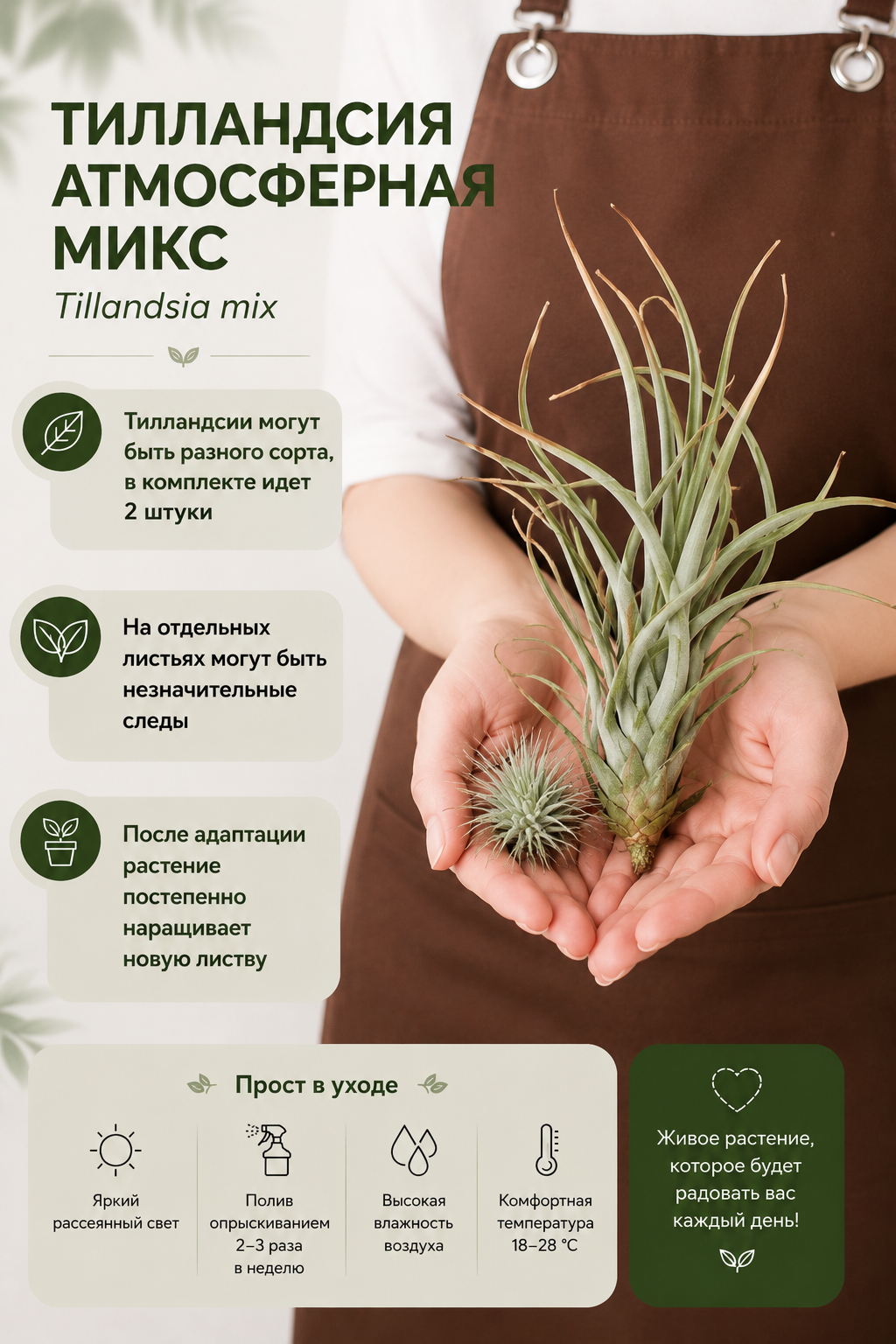 Тилландсия атмосферная уцен. микс из 2шт. (Tillandsia mix)