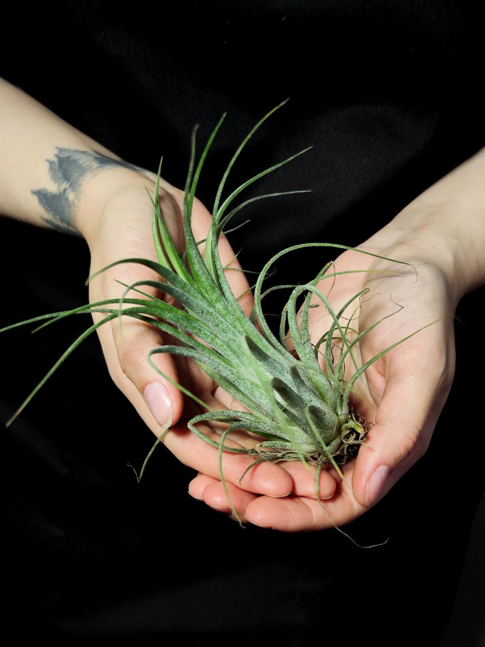Тилландсия Ионанта Викториана (Tillandsia Ionantha X Brachycalous Victoriana)
