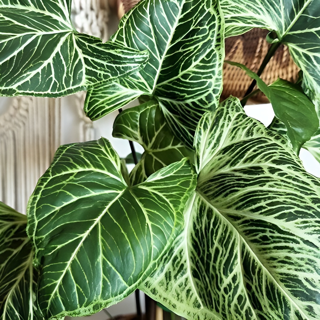 Сингониум Батик (Syngonium Batik) D11см
