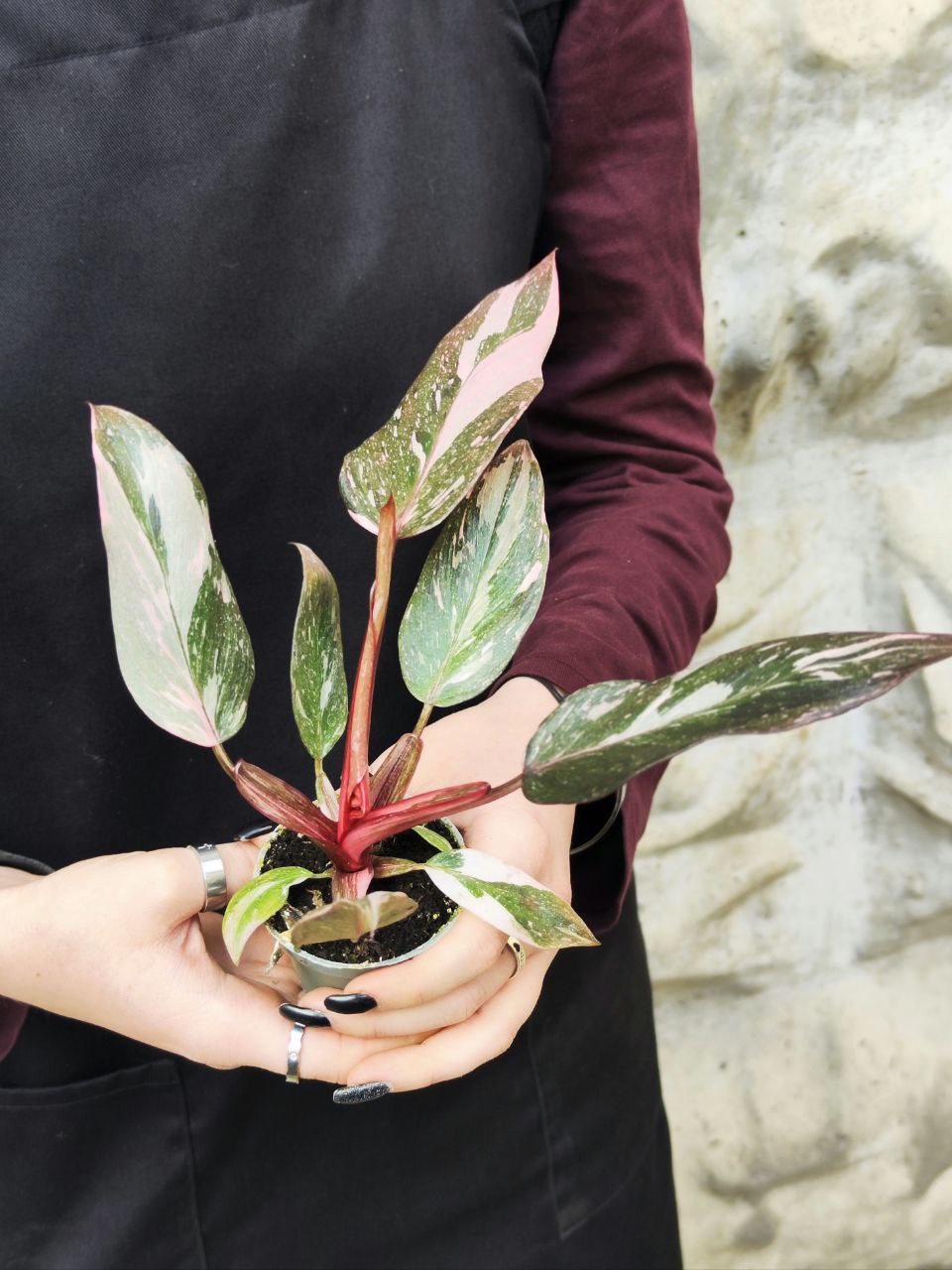Филодендрон Пинк Принцесс Марбл (Philodendron Pink Princess Marble) D6см