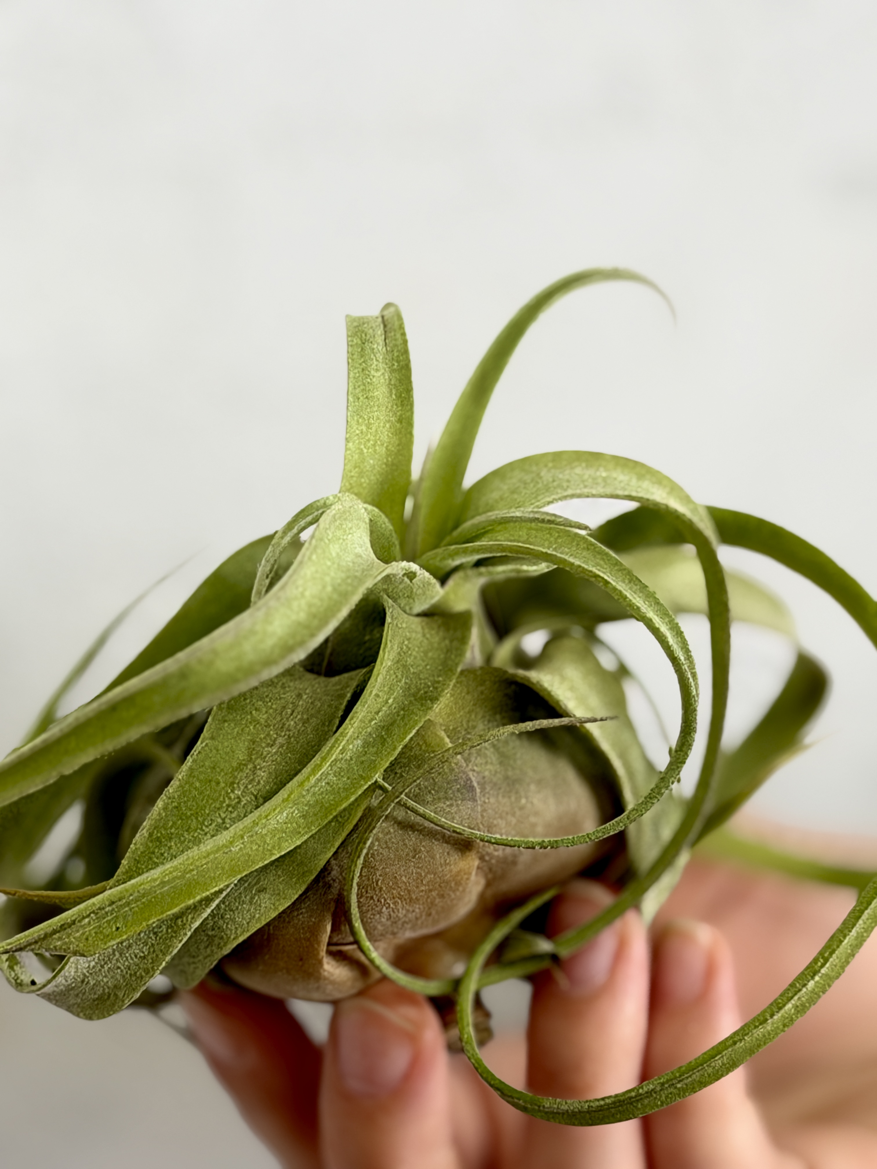 Тилландсия Стрептофилла (Tillandsia Streptophylla)