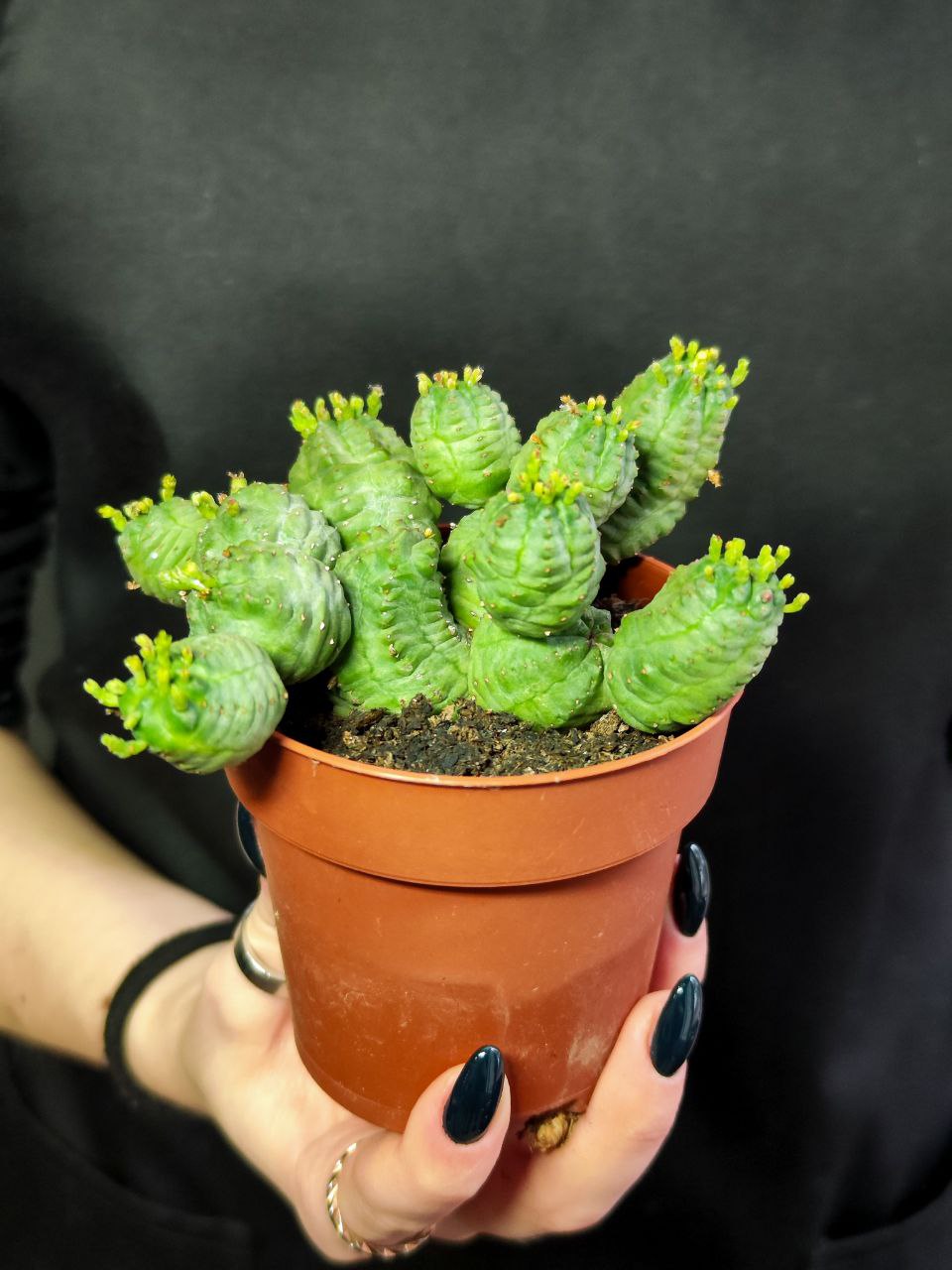 Молочай Шаровидный Тучный, Эуфорбия (Euphorbia Globosa x Obesa) D8,5см