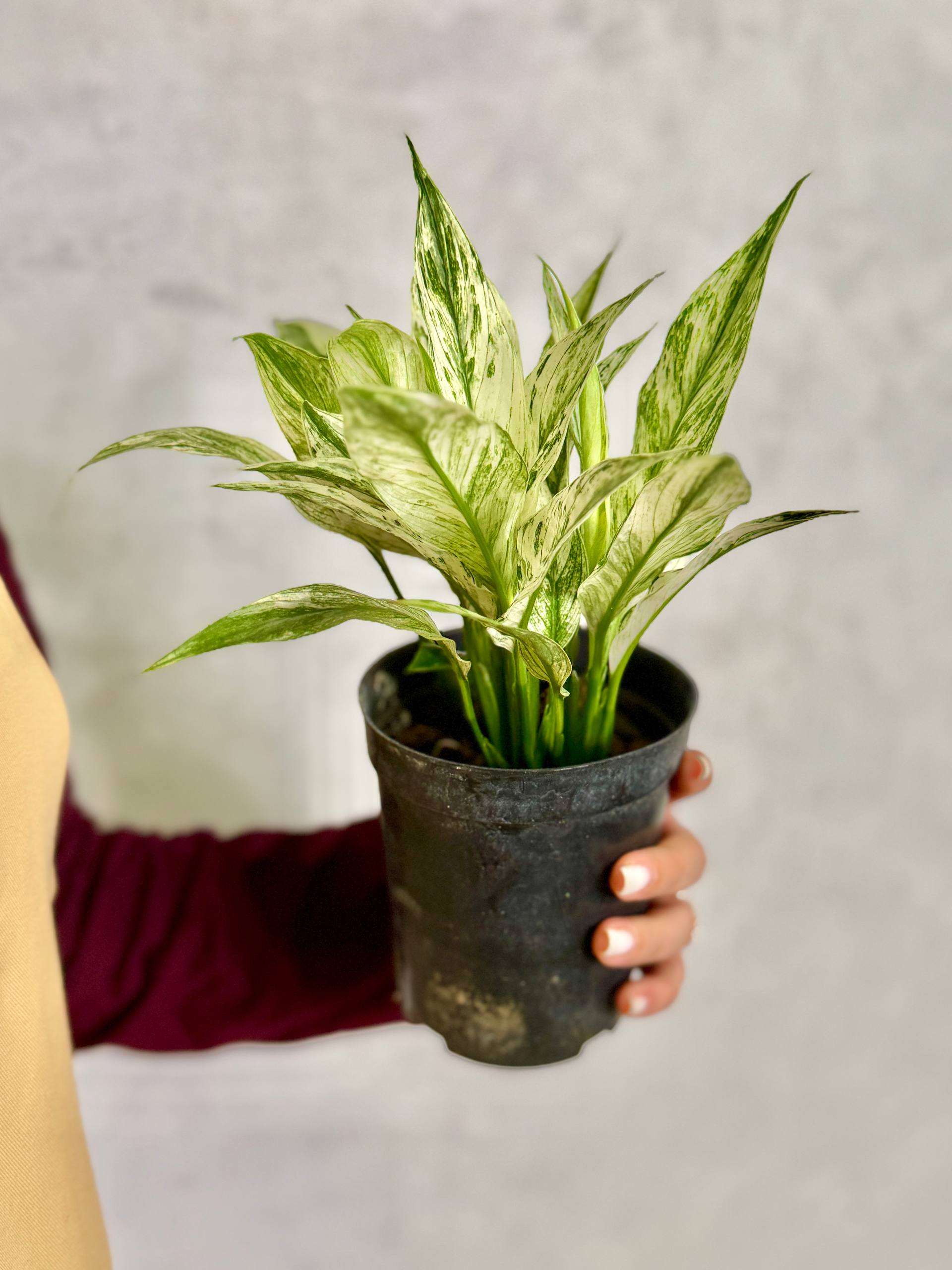 Спатифиллум Нью Ван (Spathiphyllum New One) D10см