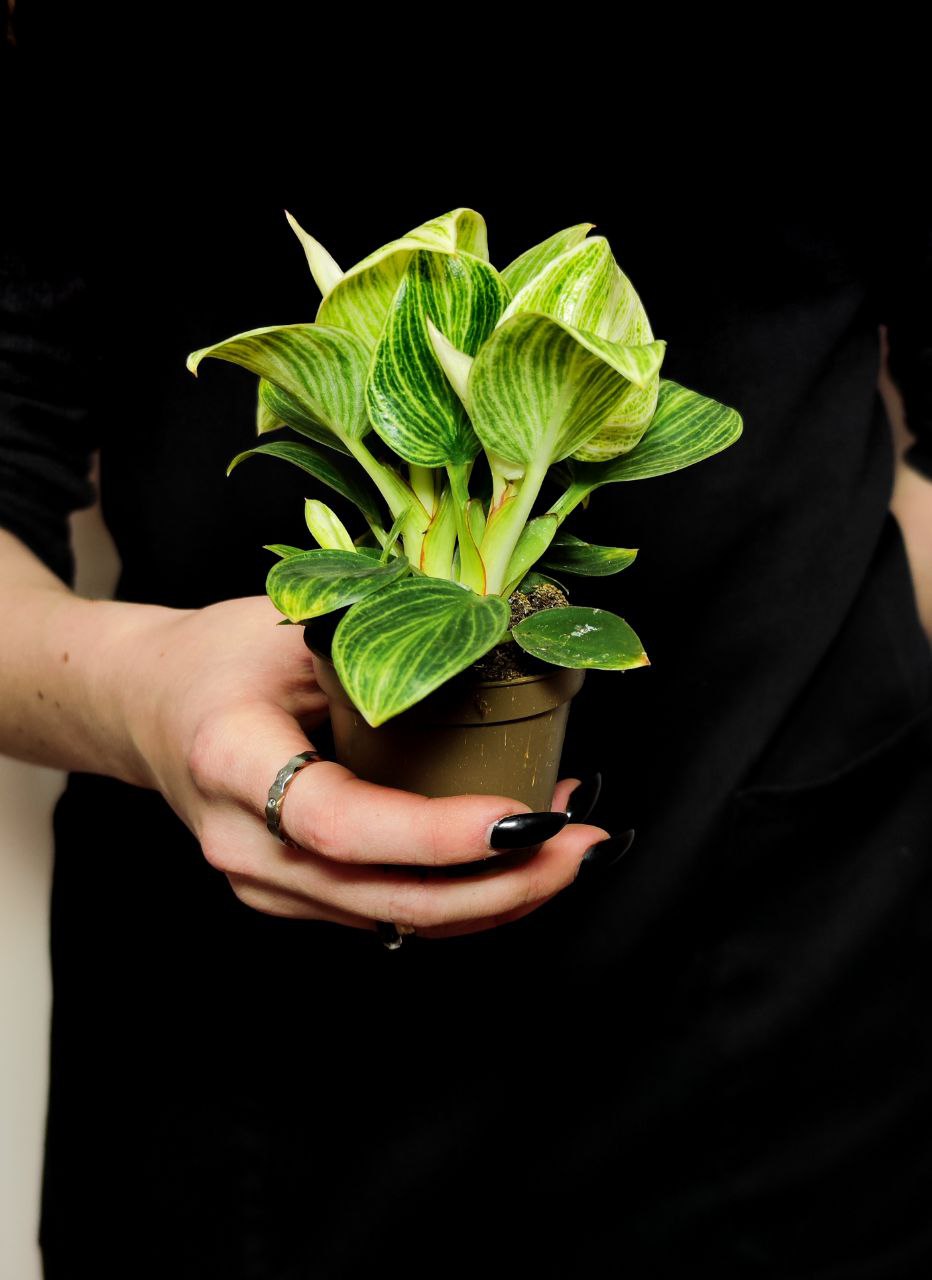 Филодендрон Перидот, или Биркин Вариегатный (Philodendron Peridot) D6см