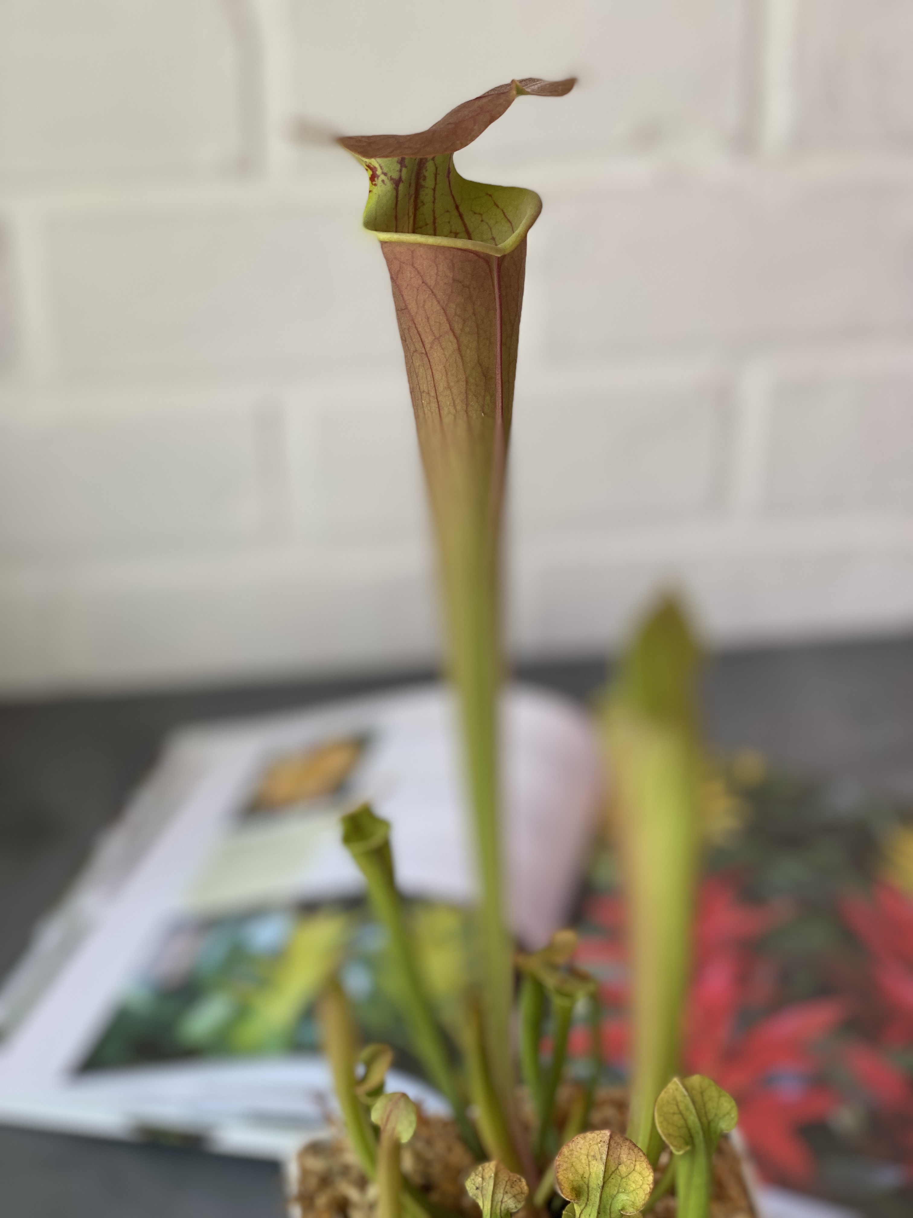 Саррацения Тиго (Sarracenia Tygo) пересаженная D12см